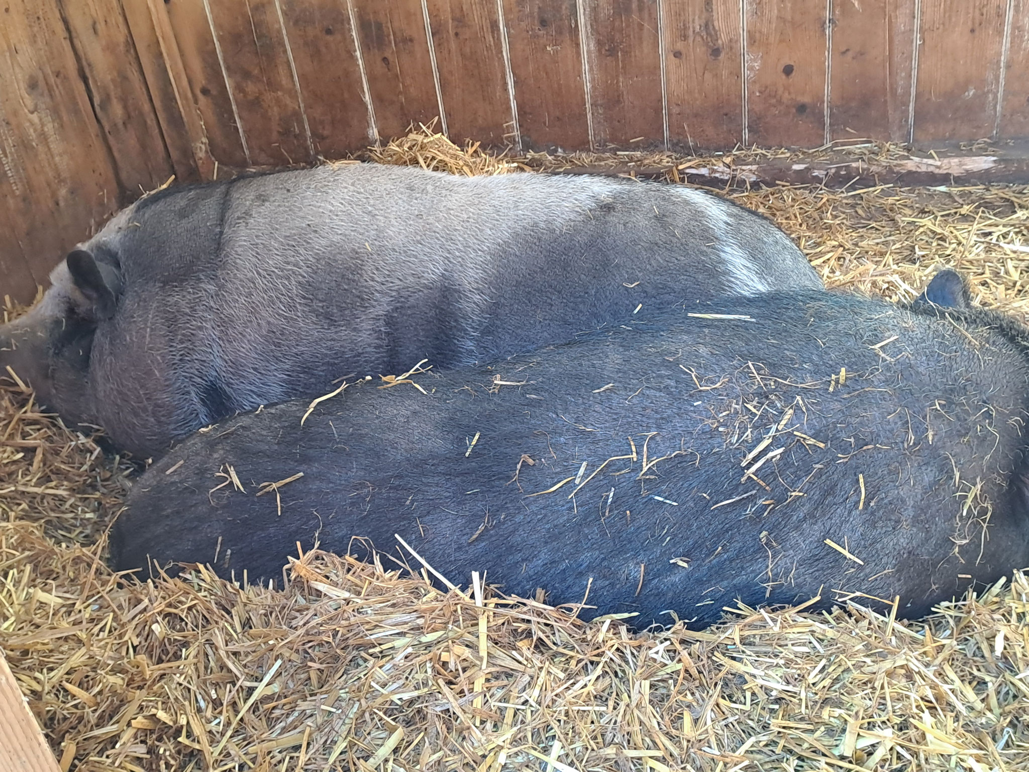 Halte gerade eine Siesta mit Emma