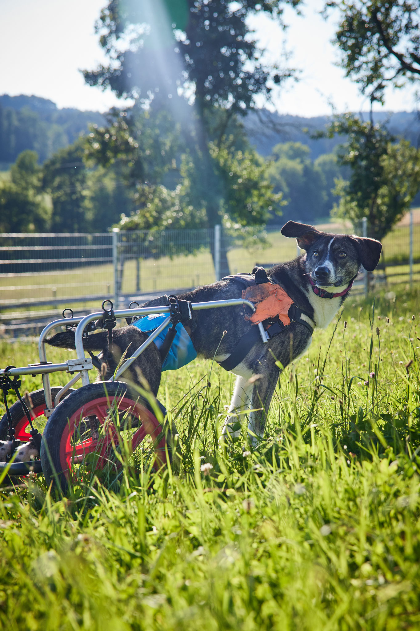 Schau, sogar Geländegängig bin!! Ich bin ein normaler Hund wie jeder andere Artgenosse...