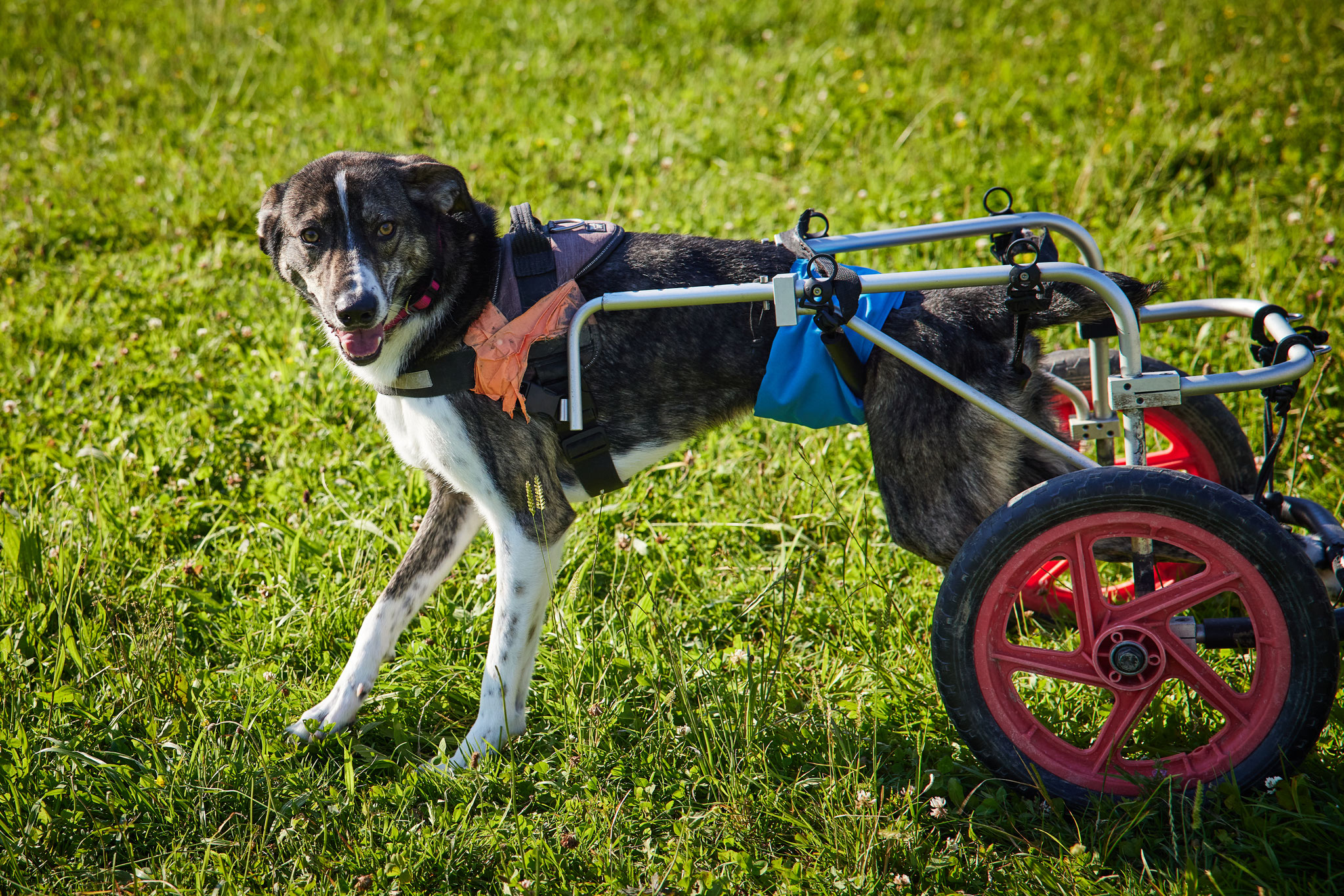 Ich bin der JAKOB auf zwei Räder! 