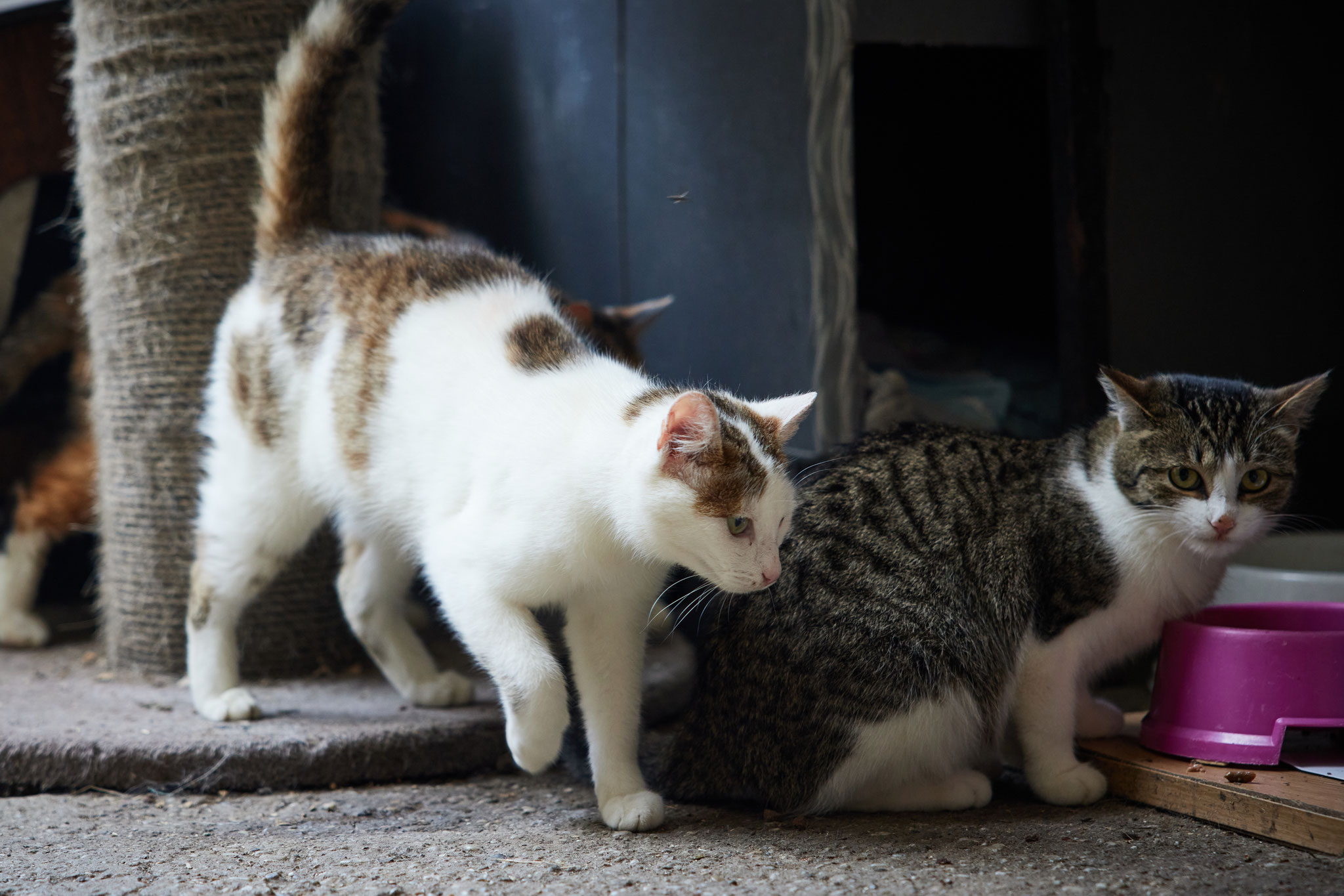 Und die ängstlichen von uns ernährt! 