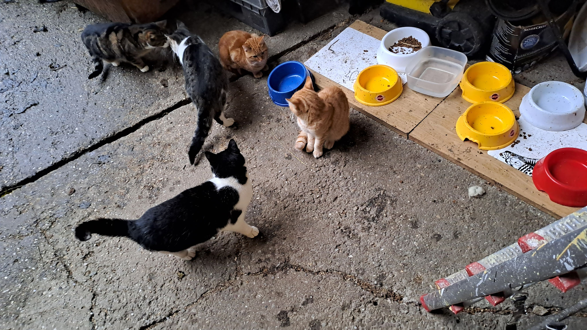 So Handy weg und Futter bittschön her! 