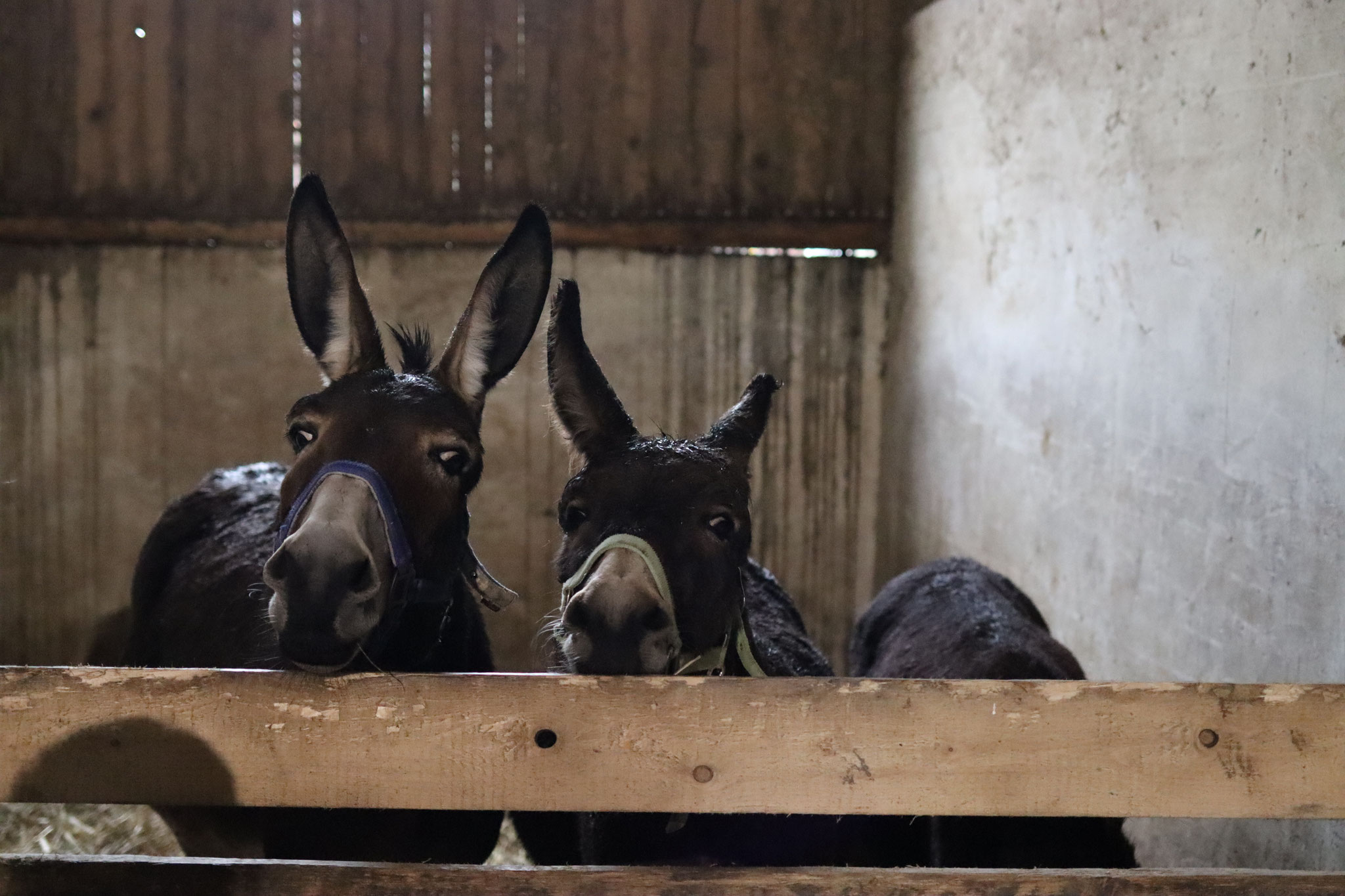 Hier gibt es einen kuscheligen Stall