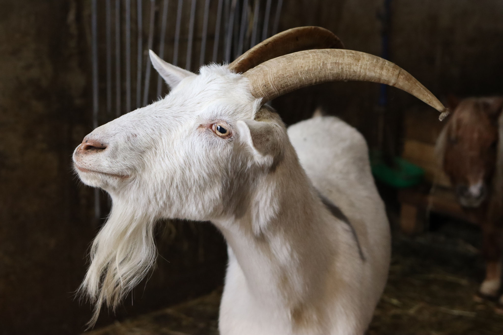 Jimmy, der Ziegenbock und seine Mädels wünschen ALLEN
