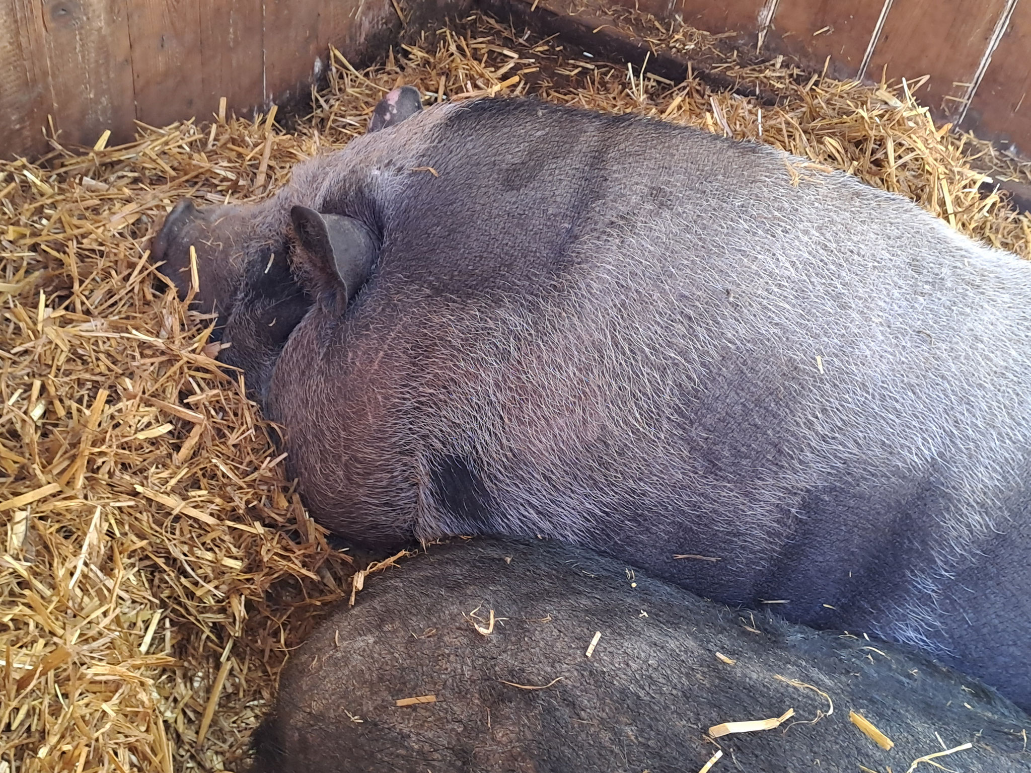 Gemütlich ist es hier - einfach SAUgut!!! Wir 10 Nimmersatts genießen das Leben... 