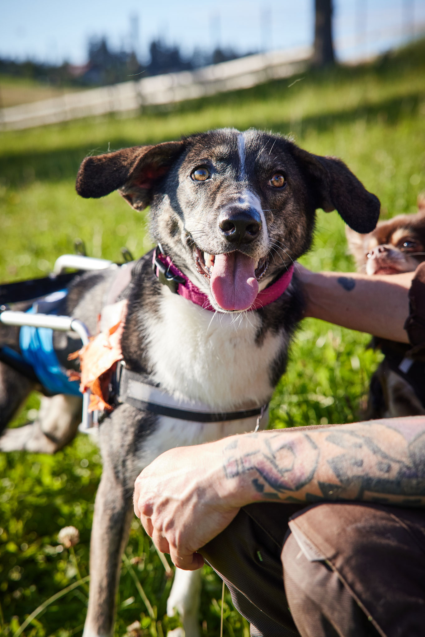 Und immer für Streicheleinheiten zu haben! Wauwww, tut des guat!!