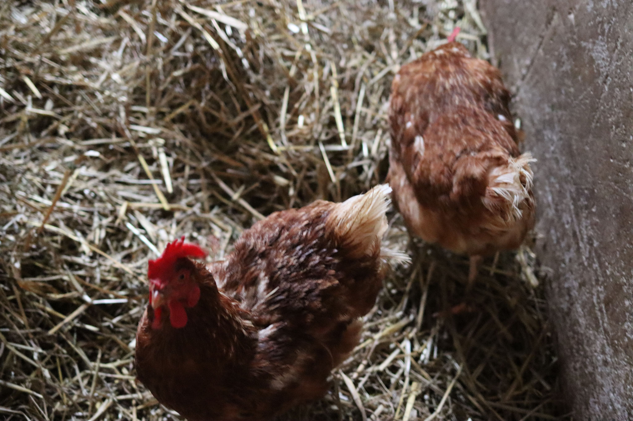 wusseln eigentlich überall am Schutzhof herum, frei und voller Neugierde! 