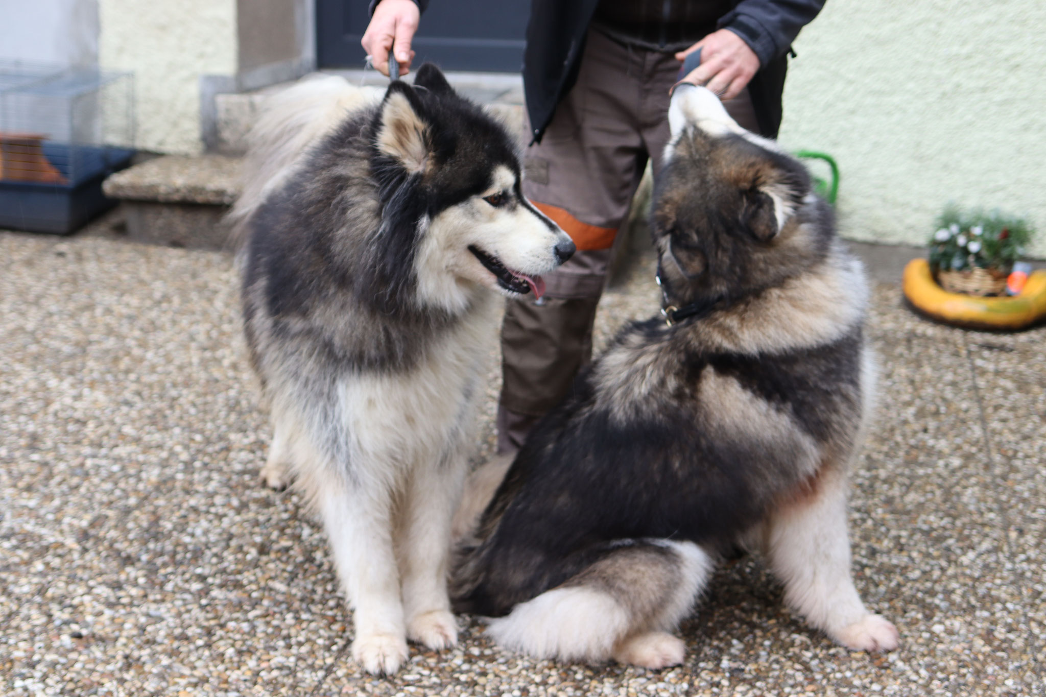 Wir zwei sind die Huskys Geschwister vom Hof - sind aber völlig unterschiedlich gepoolt