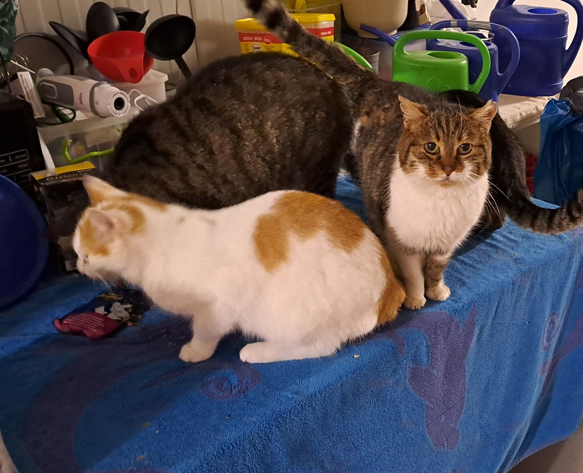 Auch ein paar Diebe sind unterwegs...während die große Futterschüssel rauswandert! 