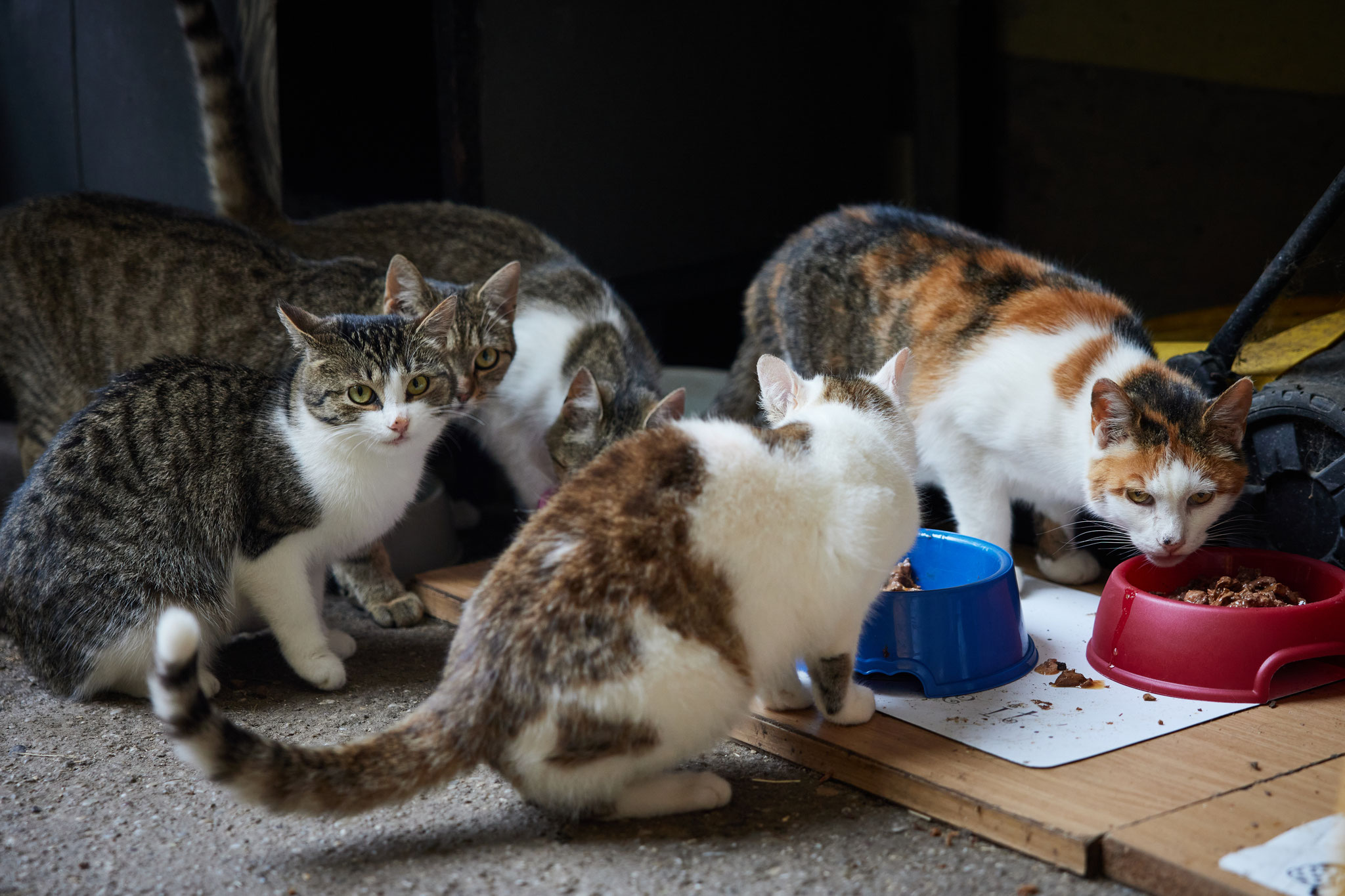 HIER, ja HIER SIND WIR ANZUTREFFEN - Zwecks Futterpakete, bitte nicht vergessen! 