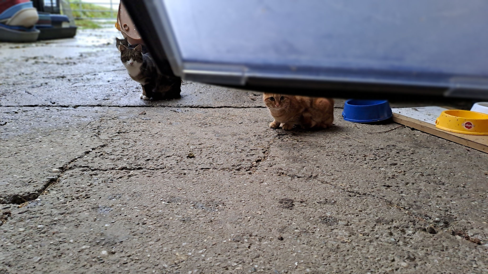 OHHHH---HUIIII, was guckt da durch unsere Klappe..? 