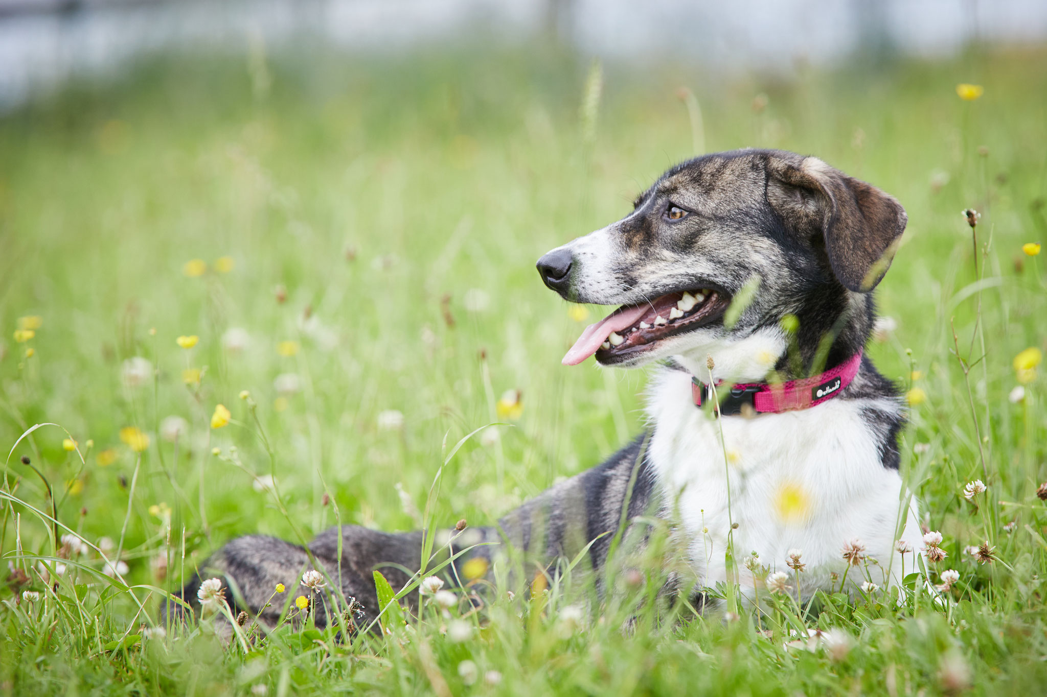Und der treueste Freund, den du je finden wirst! Ich SUCHE dich doch soo sehr! Dein JAKOB!!!!