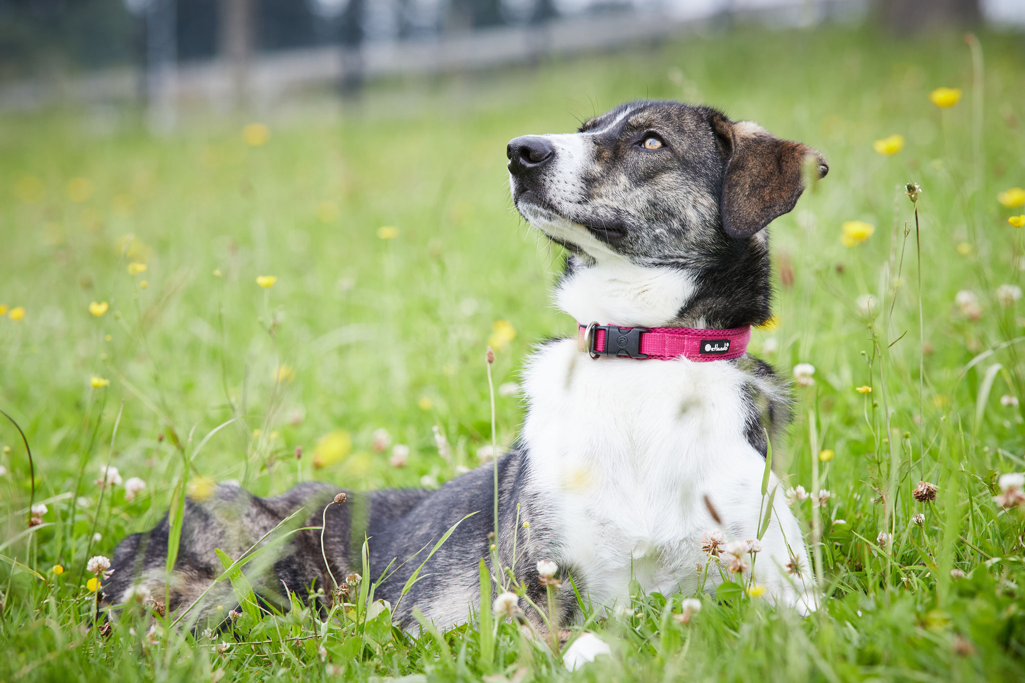 Denkst, du lieber Stern, da oben.... ob mein größter Wunsch in Erfüllung gehen wird? 