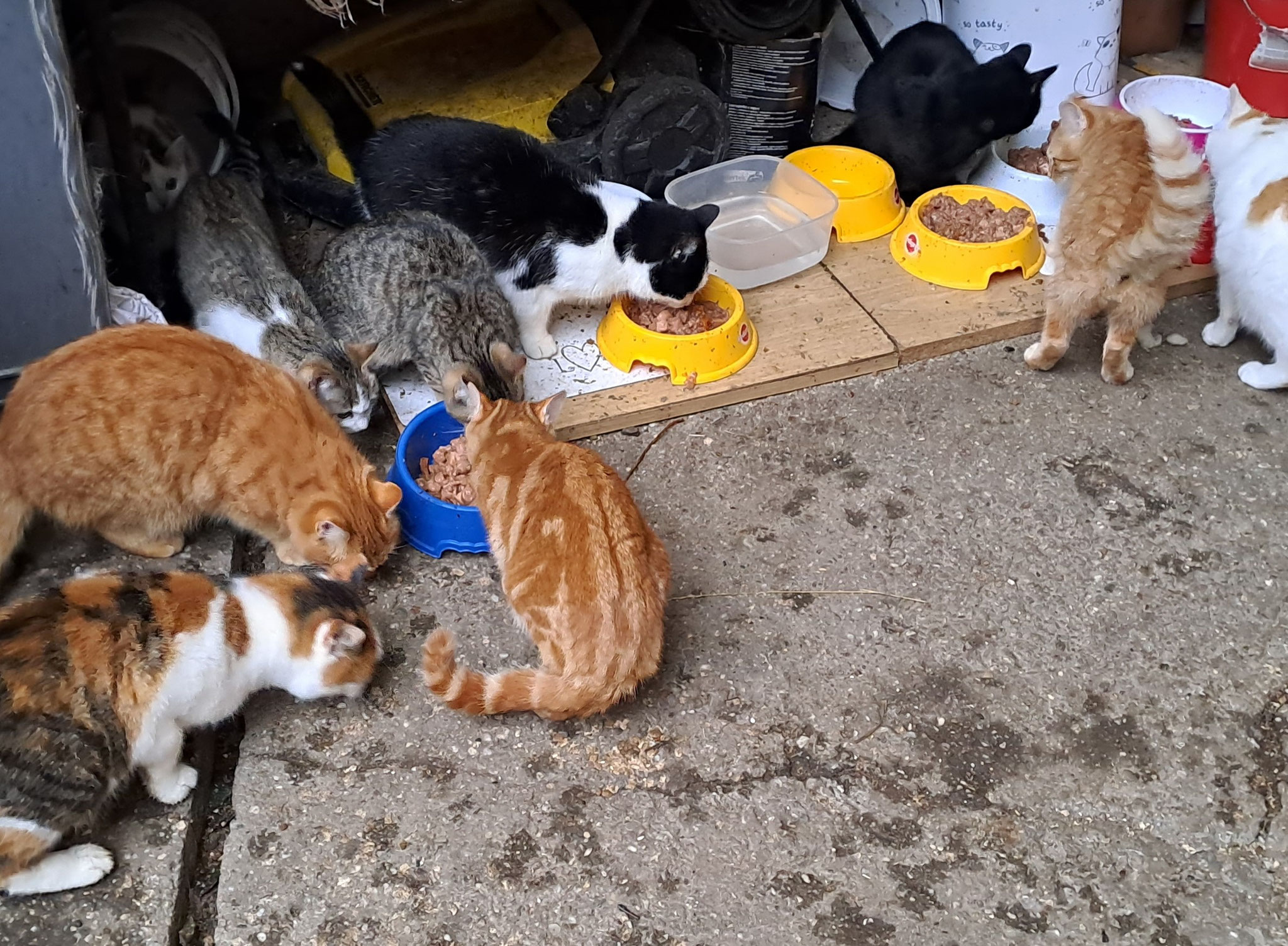 Zwecks Futterpakete, bitte nicht vergessen! 