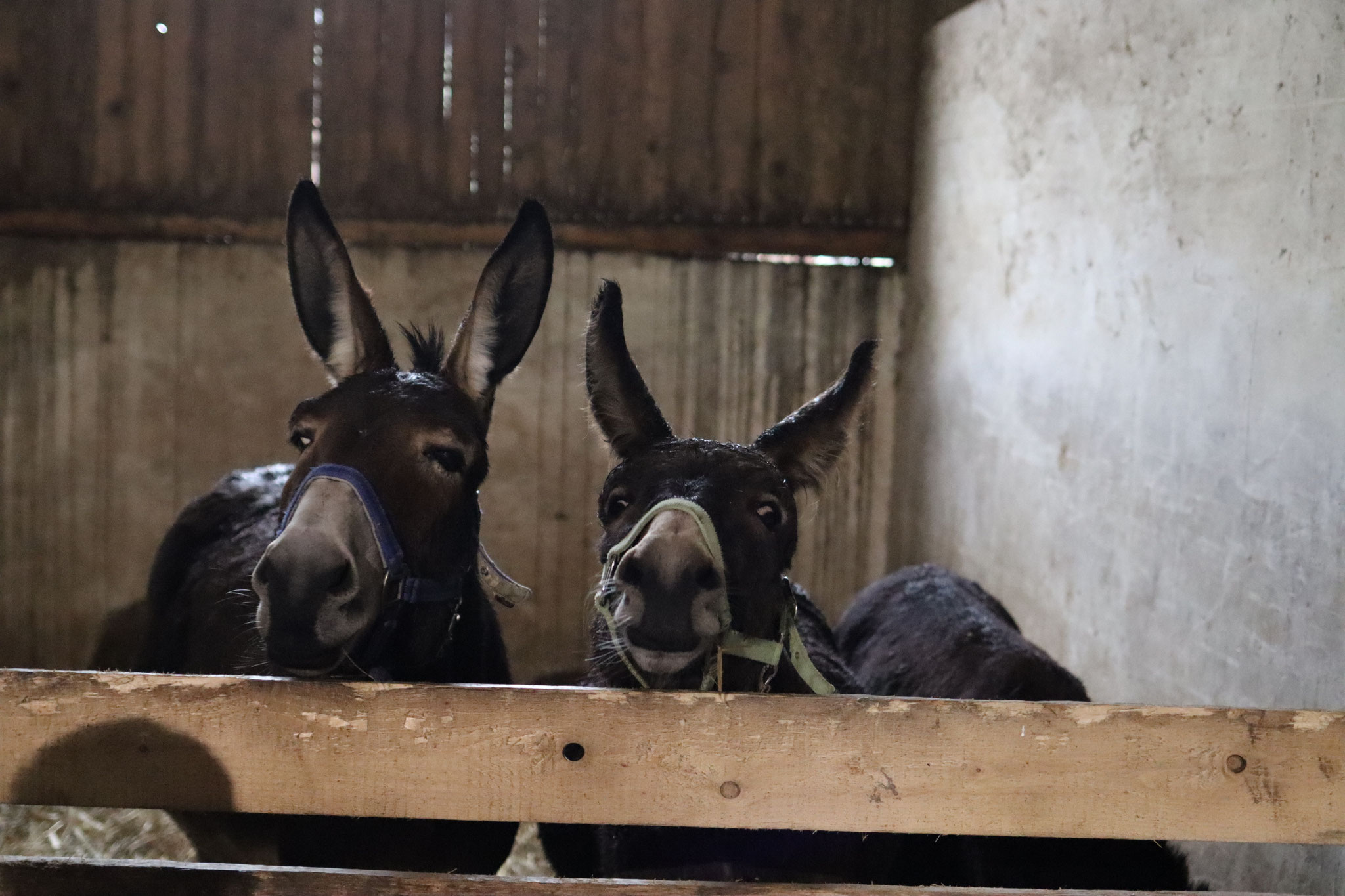 wo Santas Renntiere gerne Pause halten könnten...Beauty und ich können wirklich gerne die Weihnachtsrally mit Santa übernehmen! 