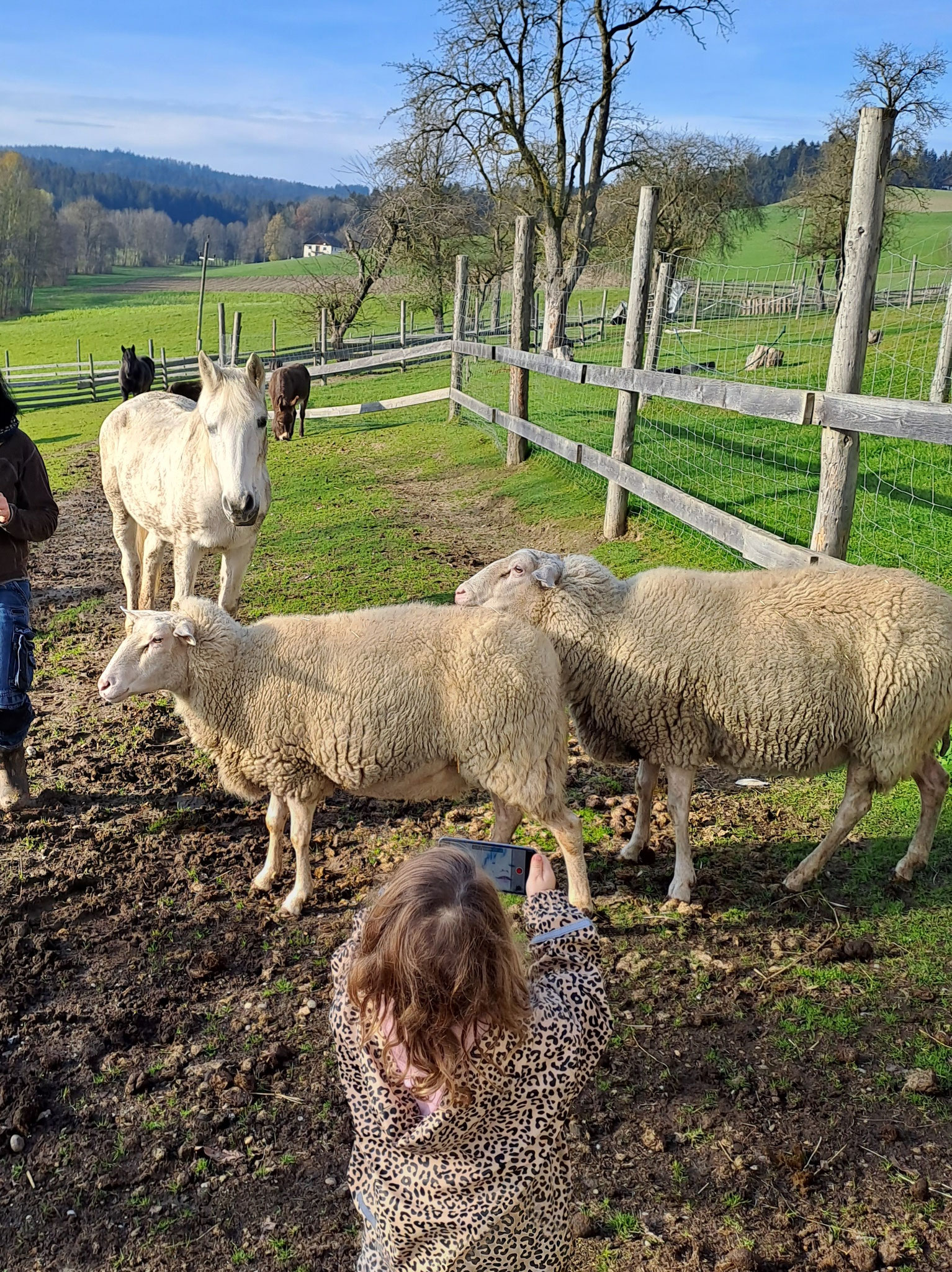 sind eigentlich auch immer mittendrin - bei den Tiermitbewohnern vom Hof 
