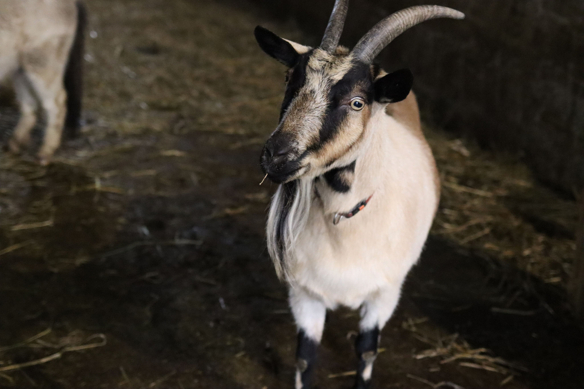 eine schöne besinnliche Adventszeit! Meckkkkk! Meck! 