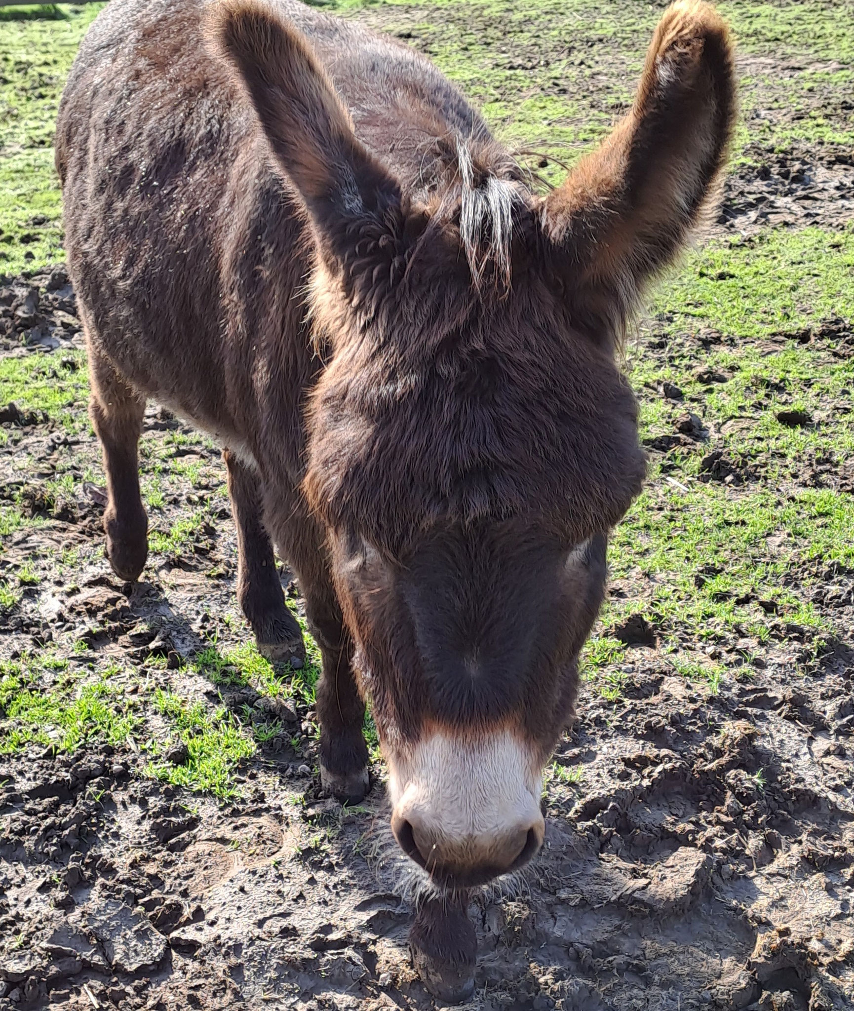 Denkst du, dass SANTA und seine Renntiere Hilfe brauchen?