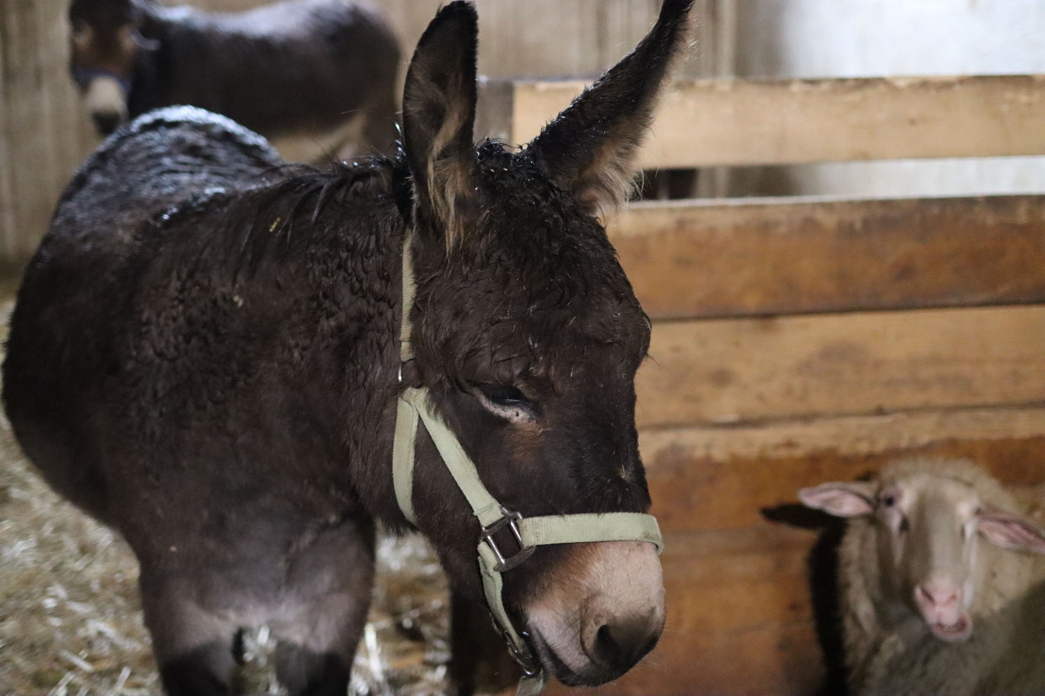 Also - lieber Santa und liebe Elfen, 