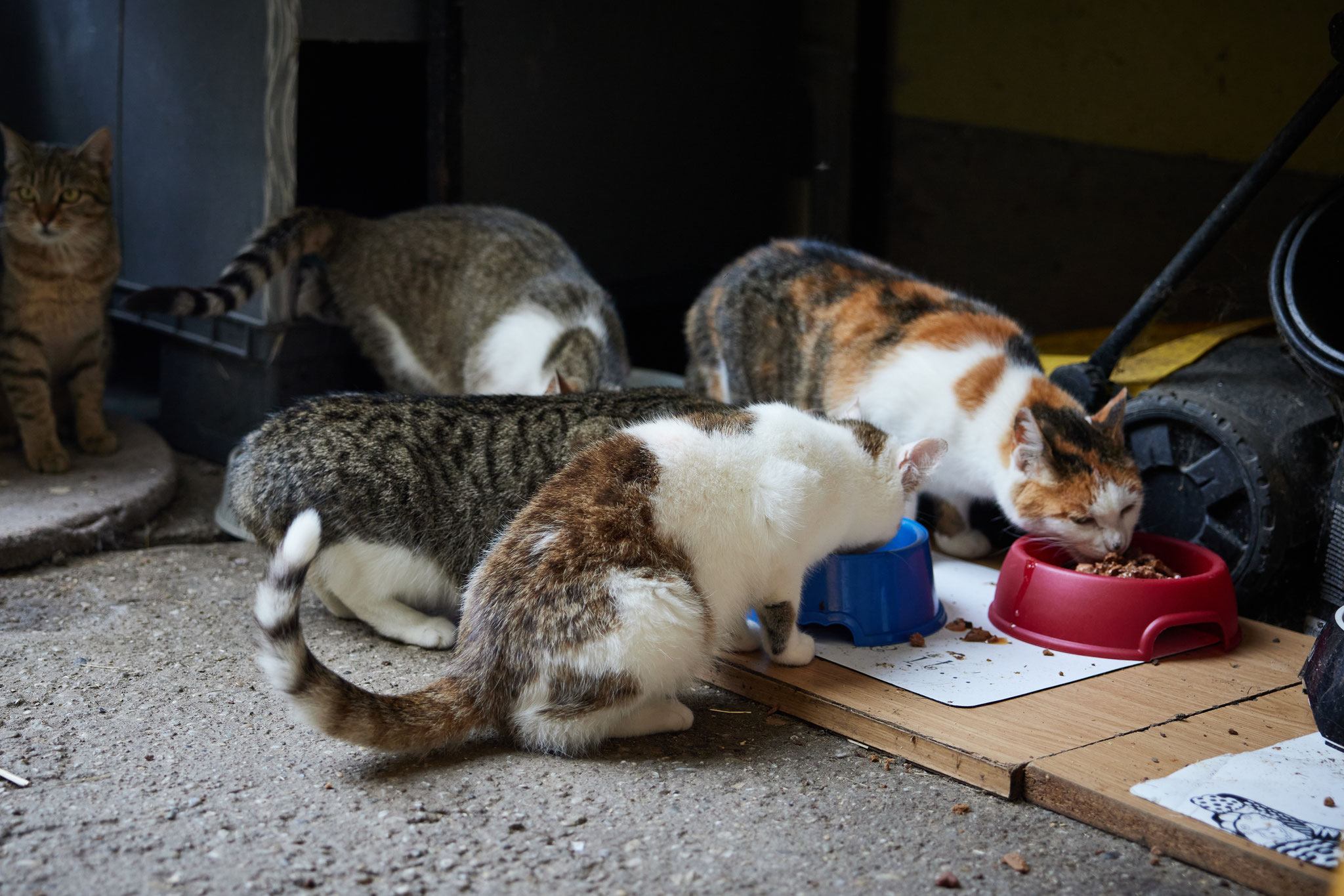 Wir Nimmersatts wünschen allen einen lecker schmeckenden zweiten 2 Adventsonntag! 