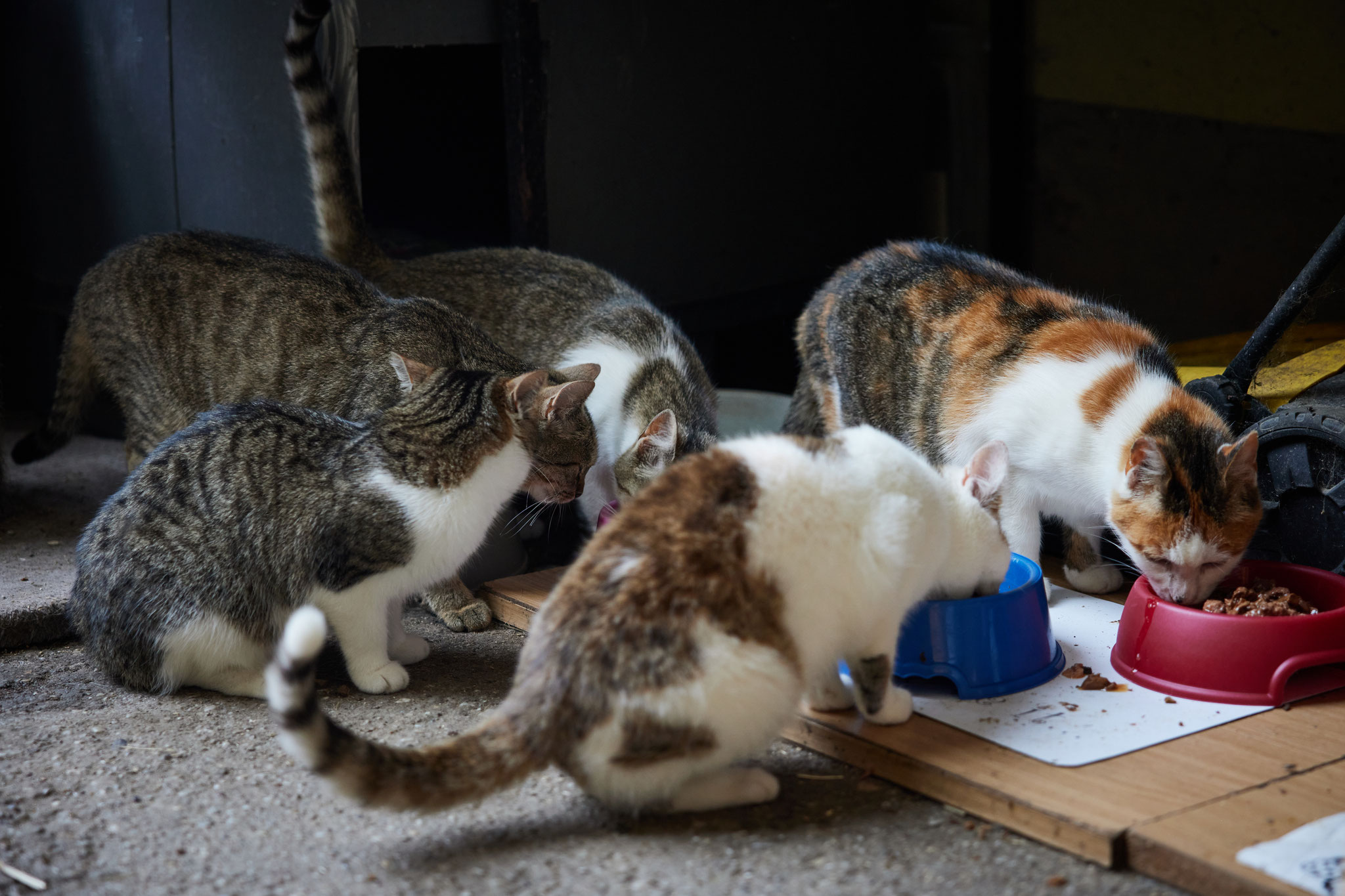 wissend wo wir nun unser gesichertes Futter vorfinden. 