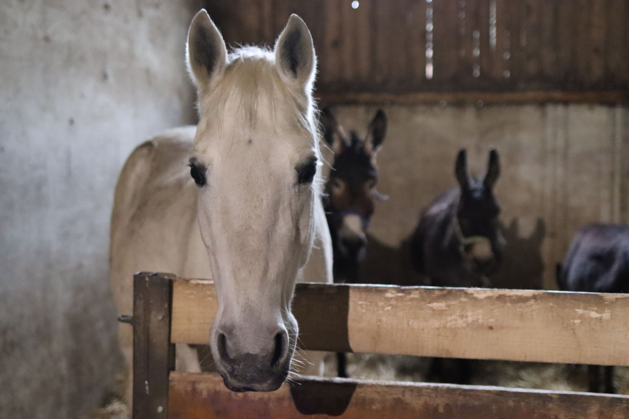 Bin schon ein altes Mädchen... es wäre schön, wenn sich pferdeliebende Menschen finden, diese mich mit einer Patenschaft unterstützen! 