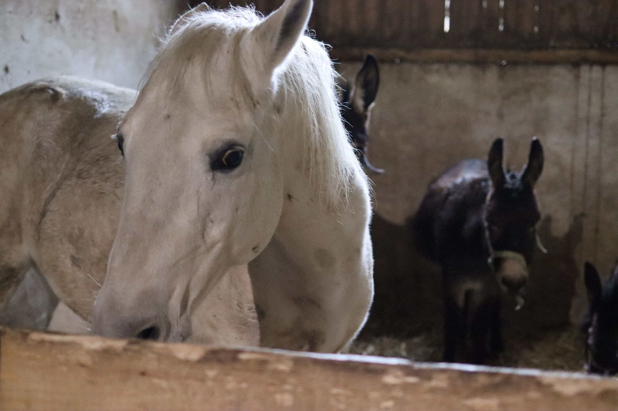 KAROTTEN, futtere ich immer noch für mein Leben gerne.