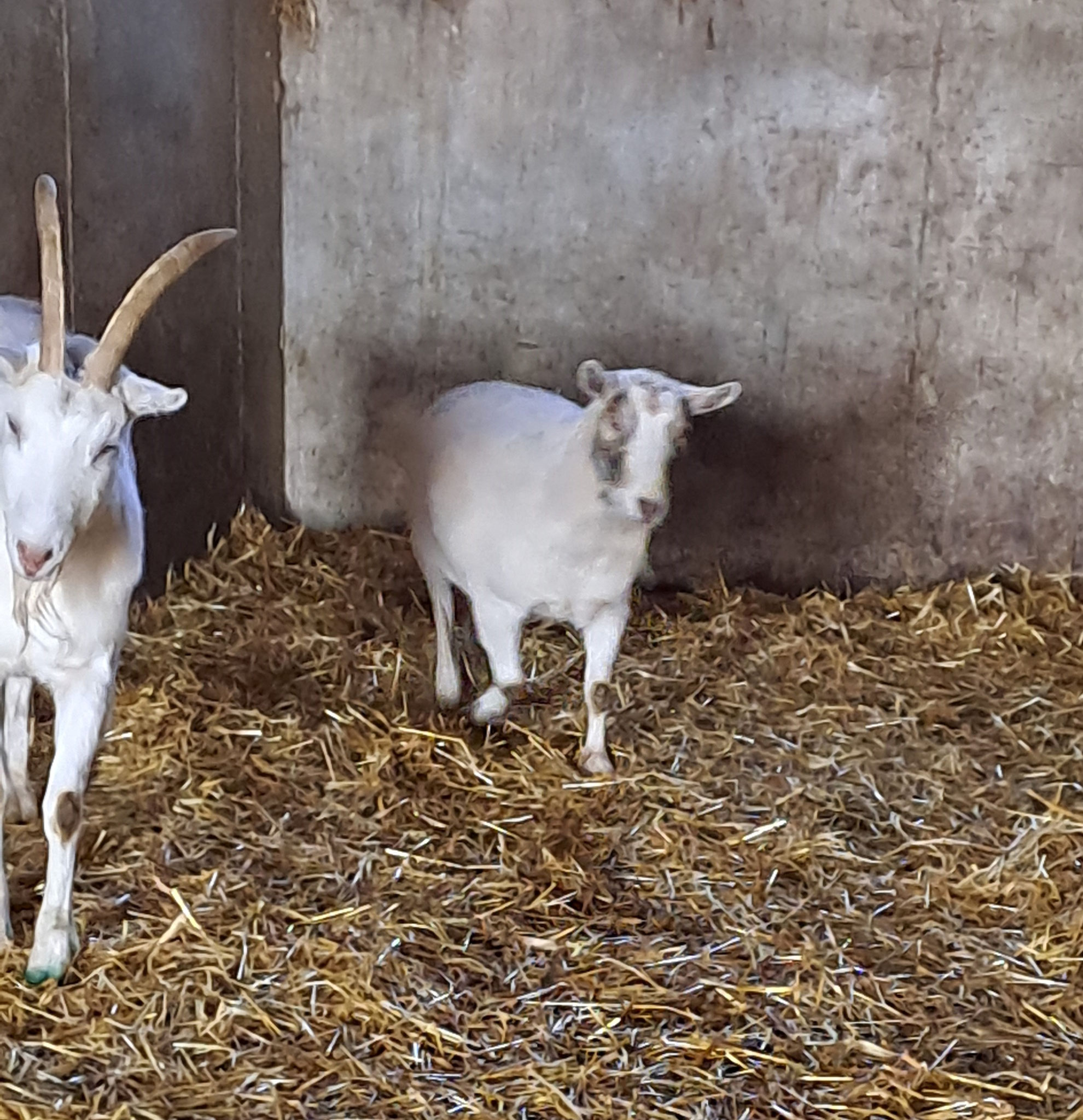 Scheeweiß ist halt auch nicht mehr die Jüngste... derweil ist die Neugierde bei Jimmy entgültig erwacht! 
