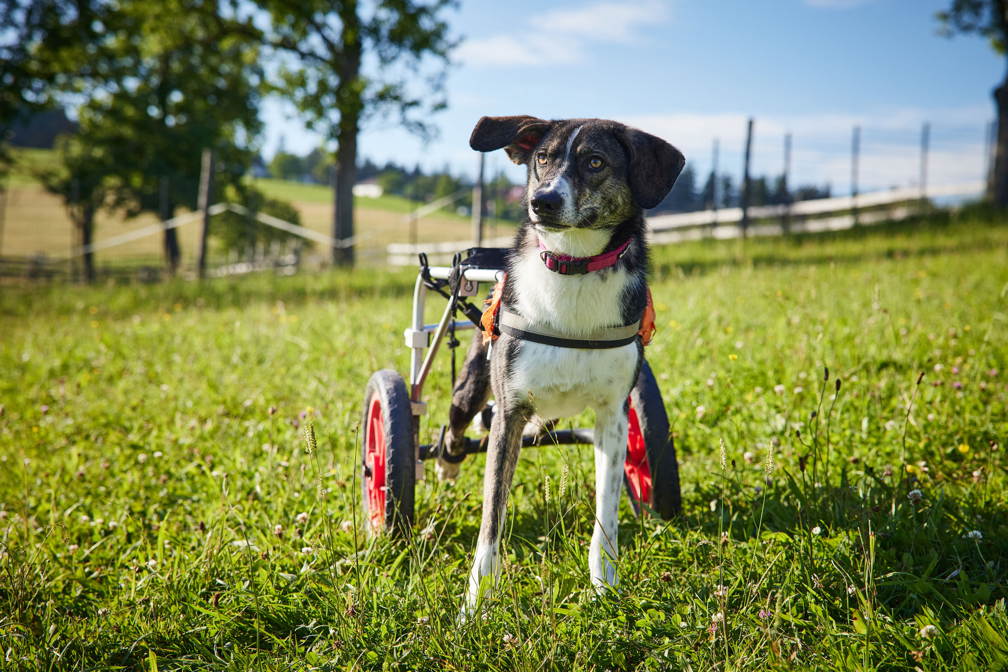 Und das, obwohl ich ganz viel Speed und PS mitbringe! 