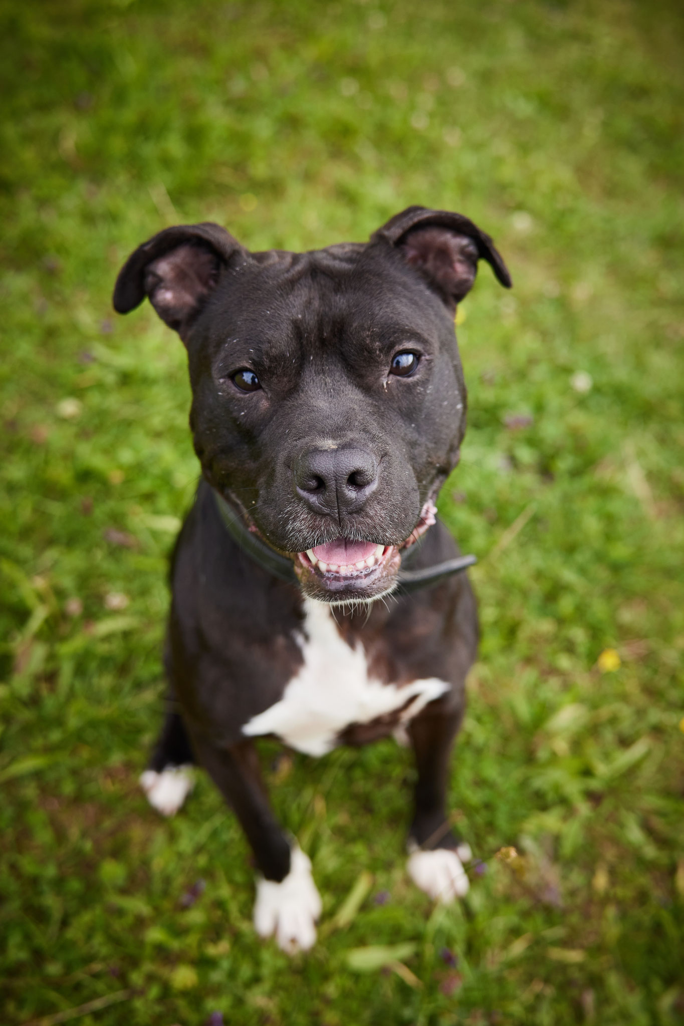 Und jetzt lieber Hundefreund! Hundemann CLYDE ist kaum wieder zu erkennen..