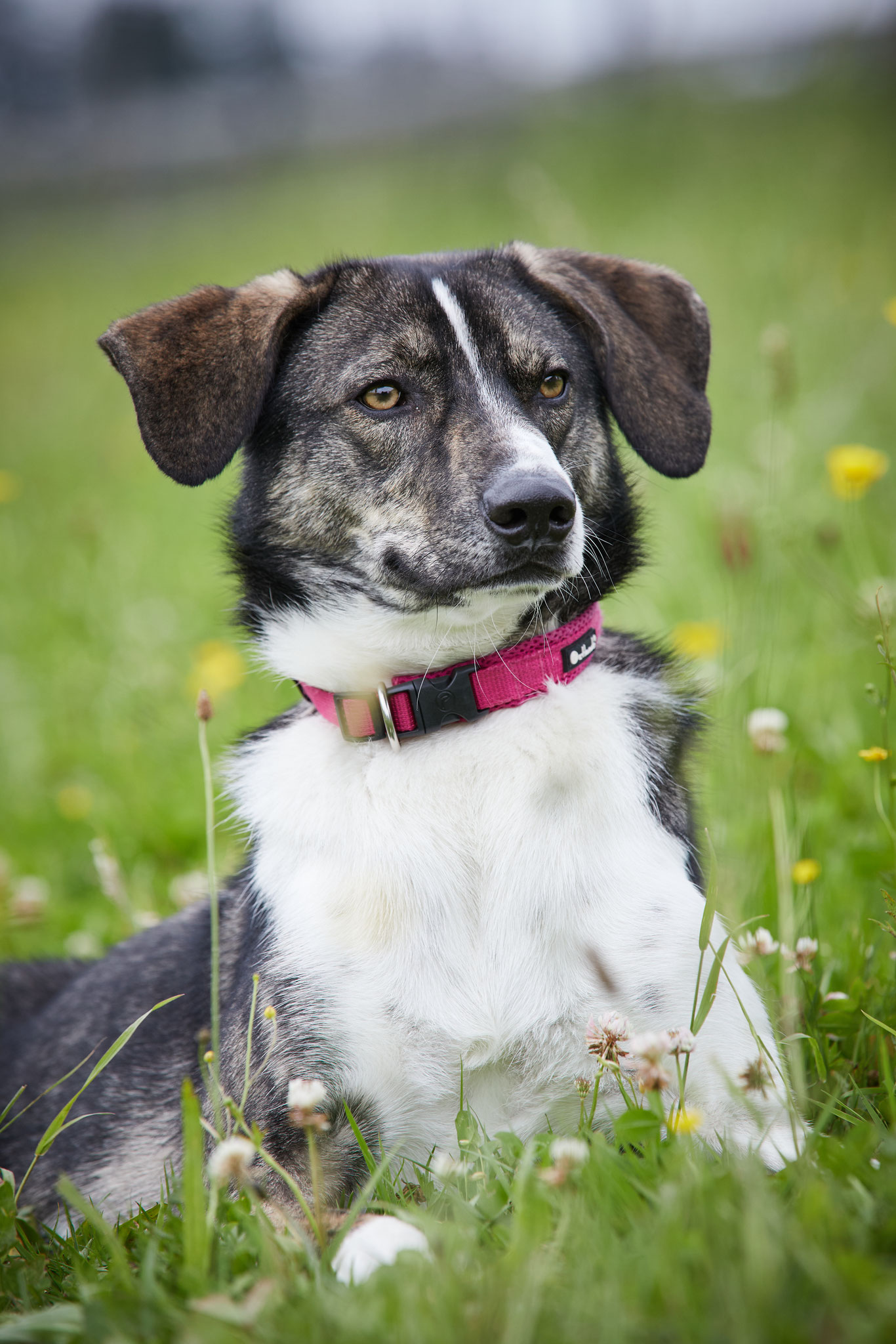 Ich sorge mich nämlich schon ganz schön mächtig, dass mich AUCH das Christkind übersieht!!! 