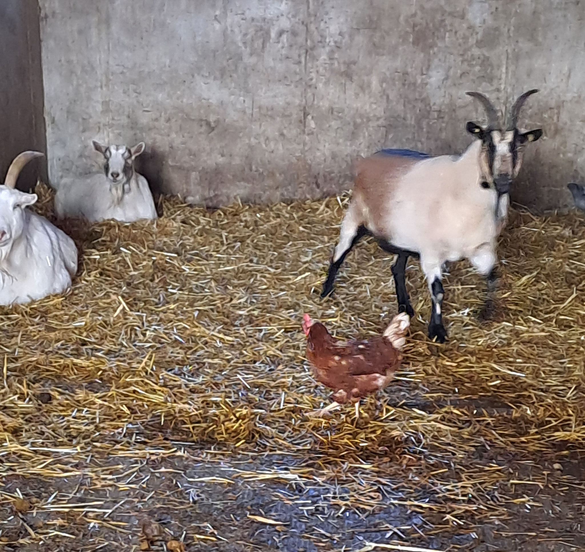 Wer hält den da ein Mittagspäuschen... Erwischt! Unsere Ziegendame Alice ist bereits am Sprung in einen abenteuerlichen Nachmittag.