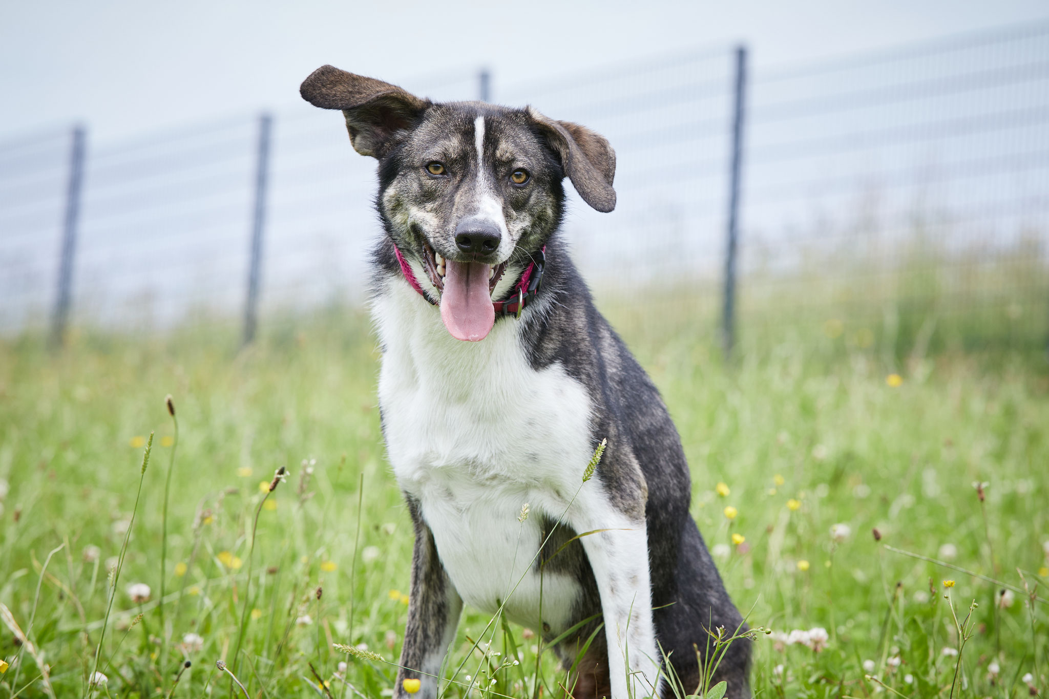 Ich hab was gehört! Muss ich doch gleich meine Hörantennen auswerfen!!!
