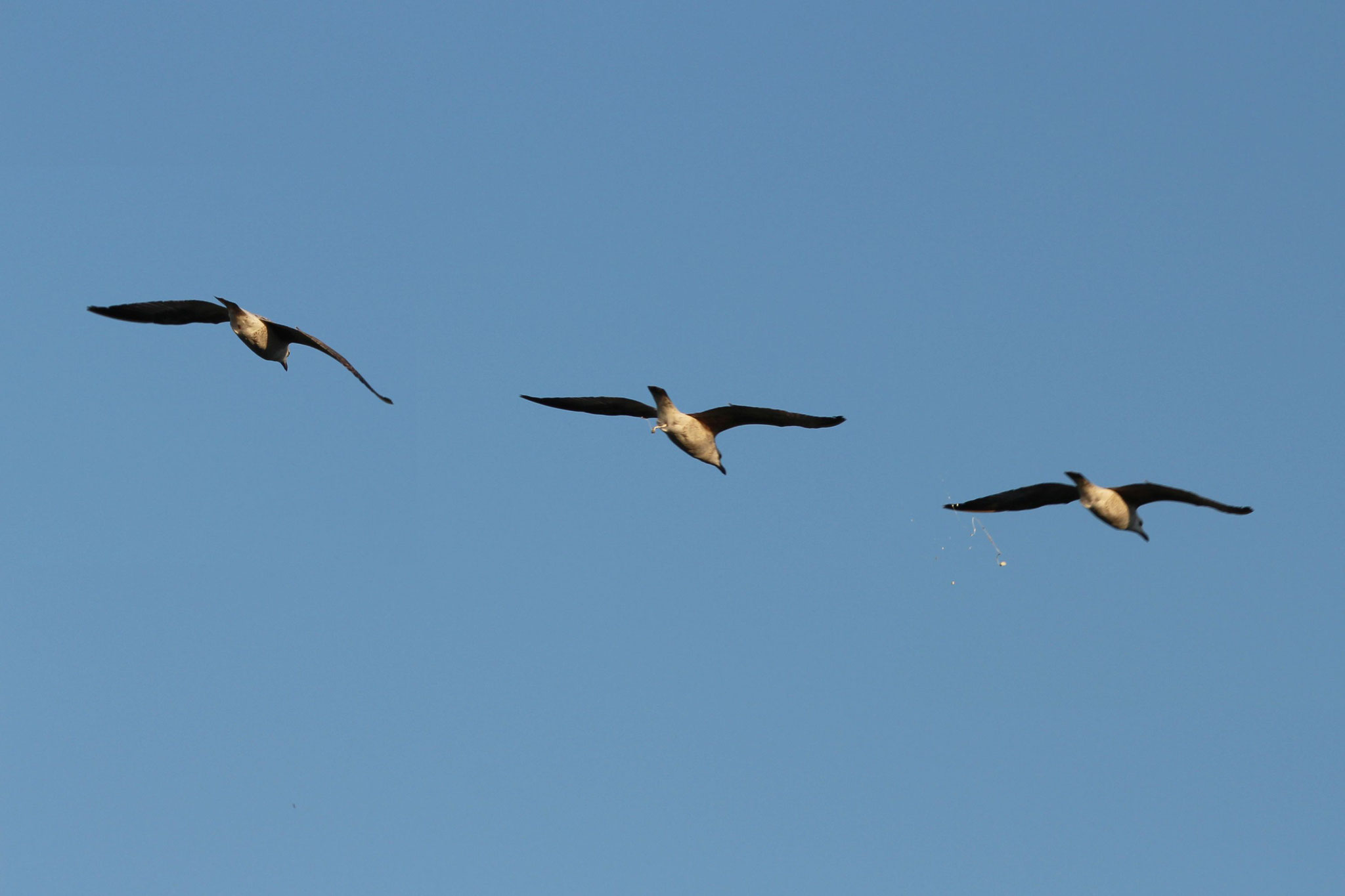 Möwen (verlieren im Flug etwas....)