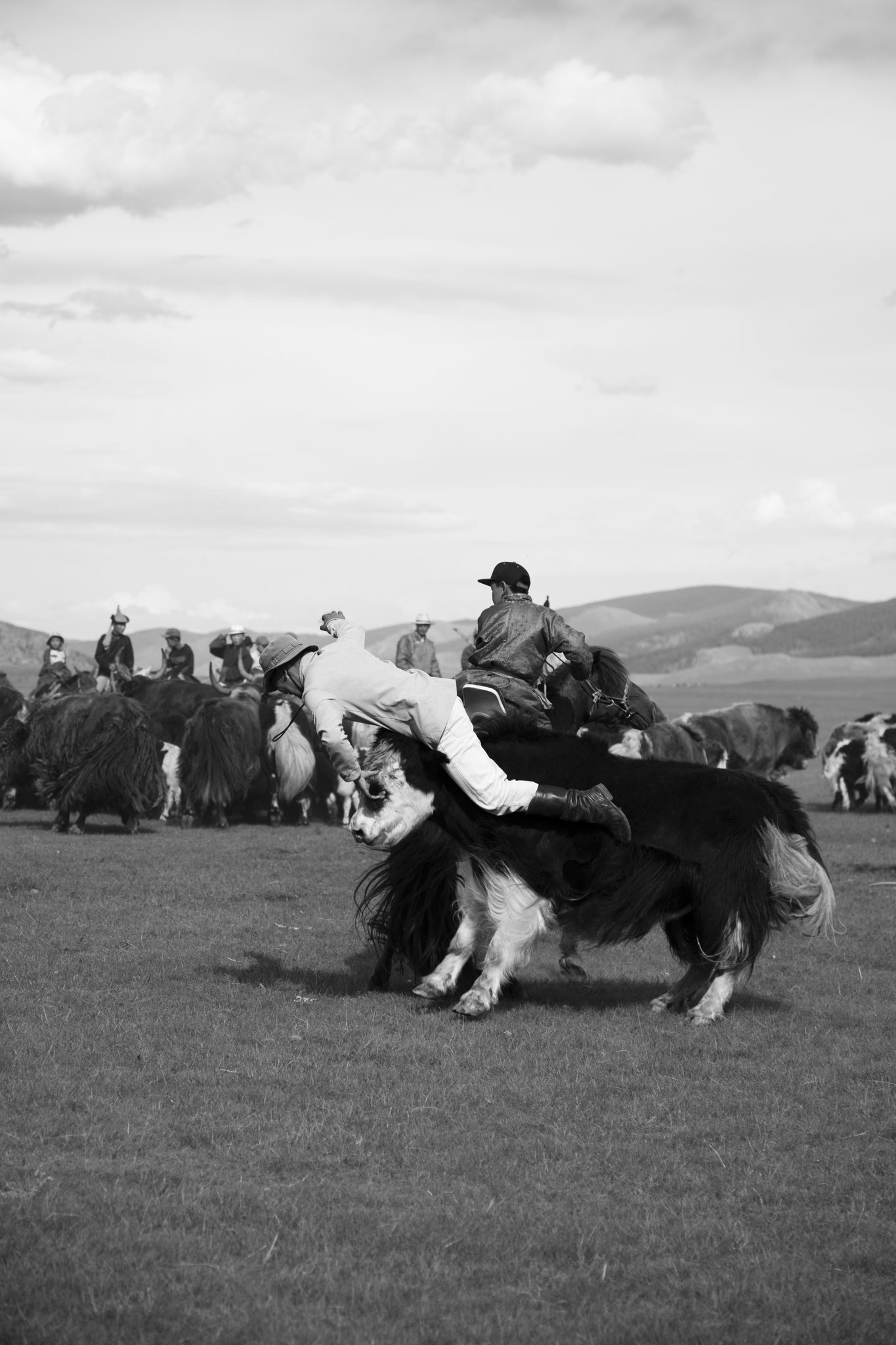 "You loose man" - Fête du yack. Vallée de l’Orkhon, Mongolie (2025). © Clémence Rougetet