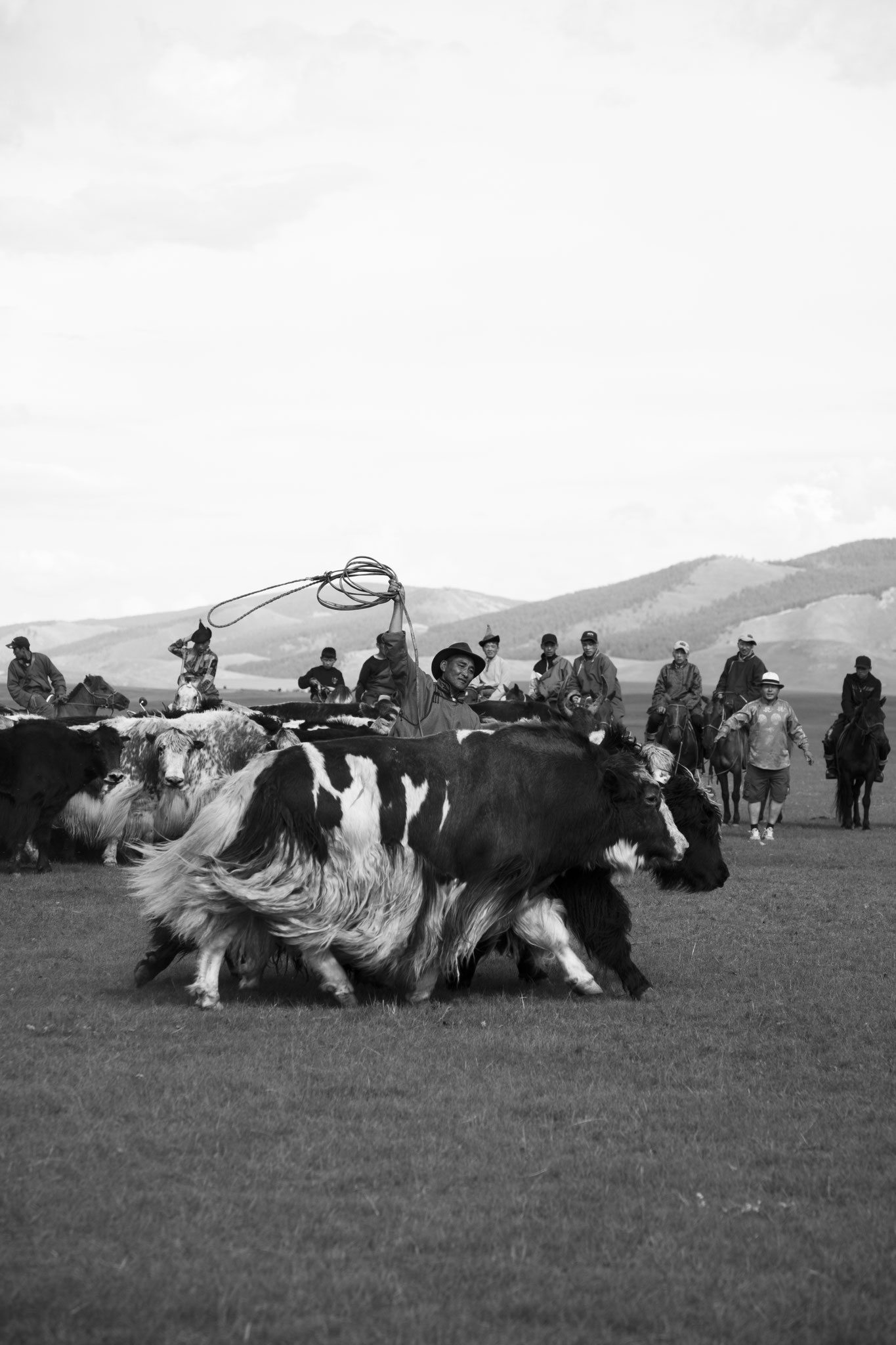"Lasso catching" - Fête du yack. Vallée de l’Orkhon, Mongolie (2025). © Clémence Rougetet
