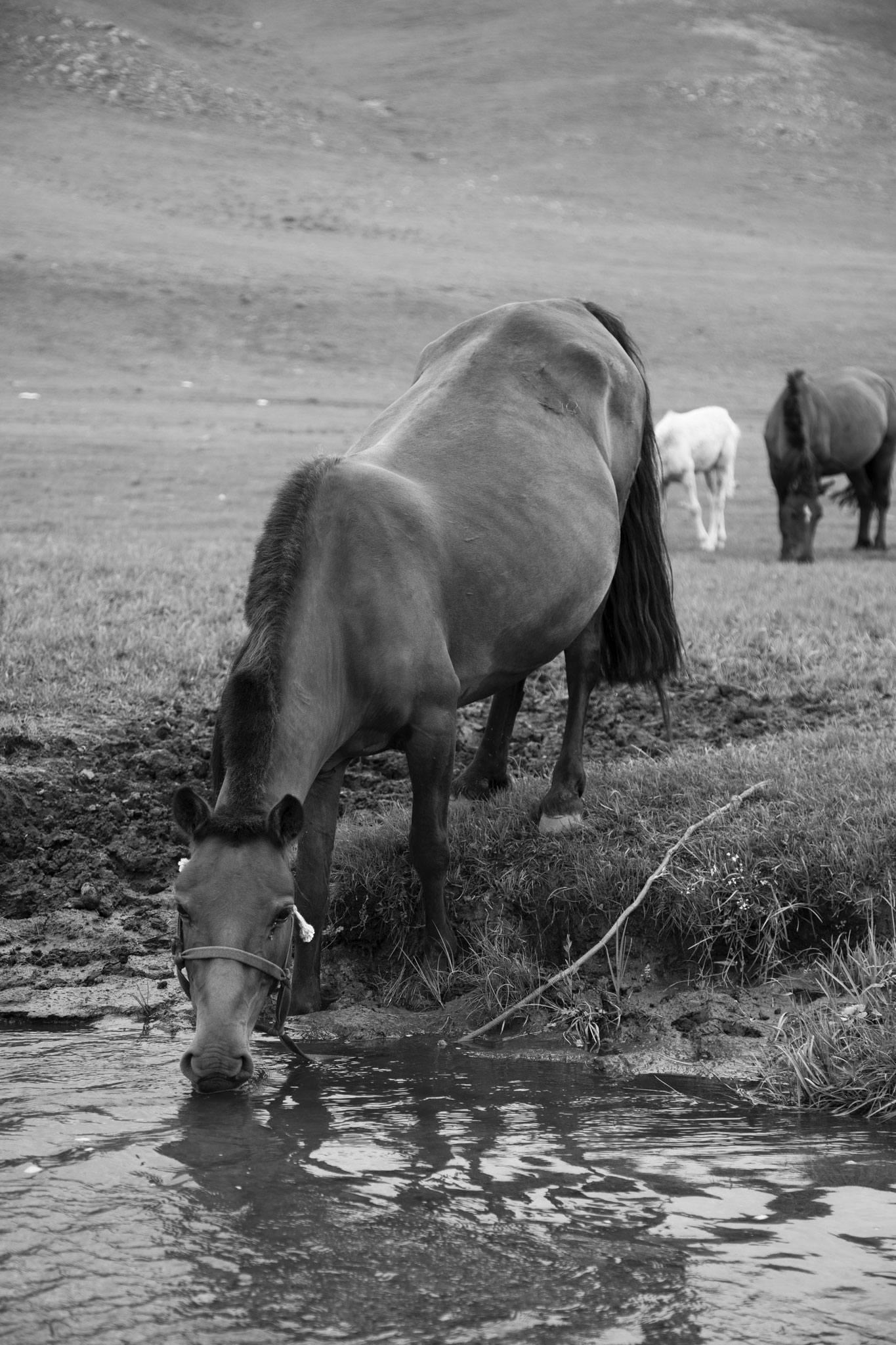 "Take a water break"- Vallée de l’Orkhon, Mongolie (2025). © Clémence Rougetet