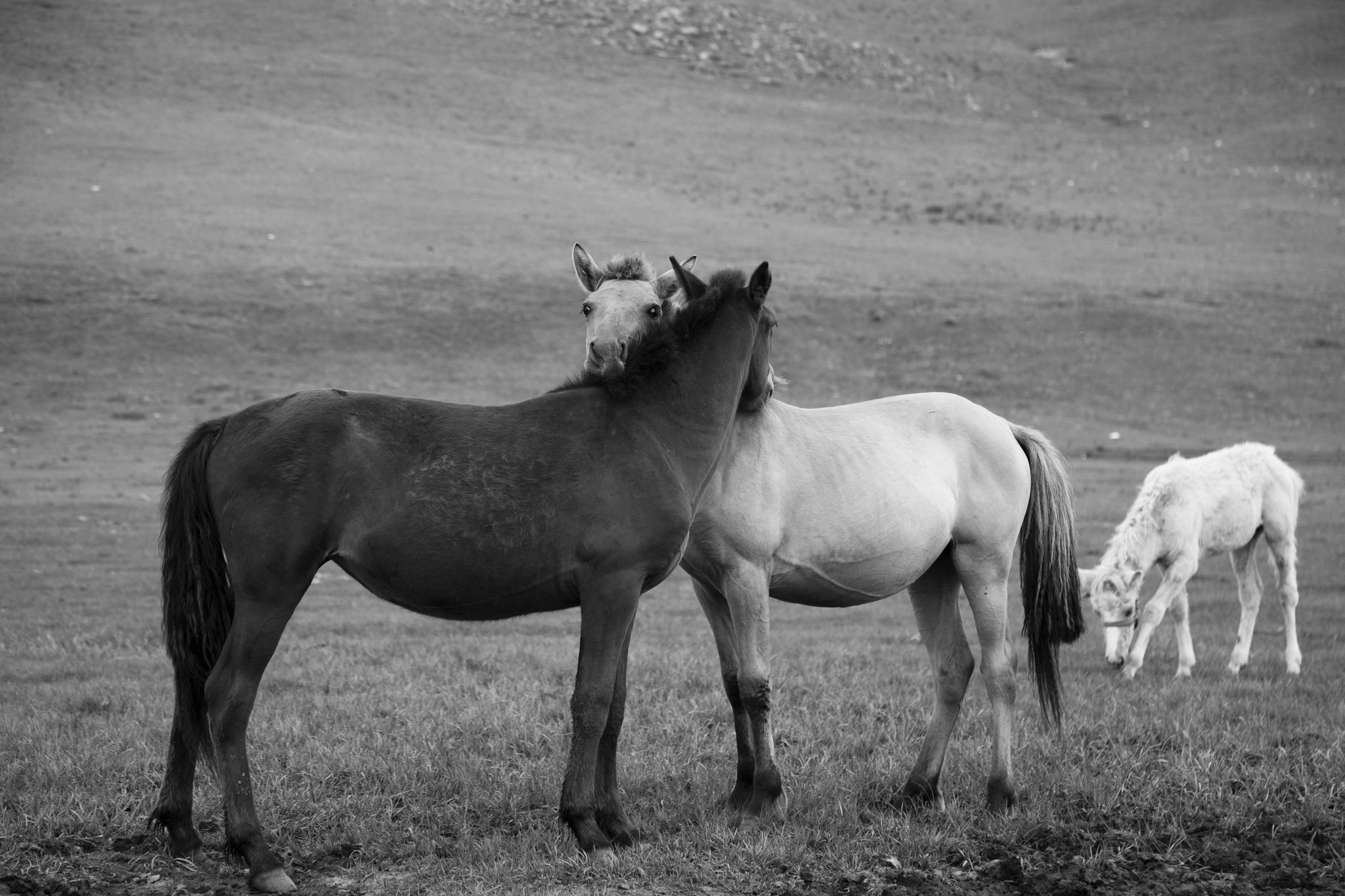 "Free hugs" - Vallée de l’Orkhon, Mongolie (2025). © Clémence Rougetet