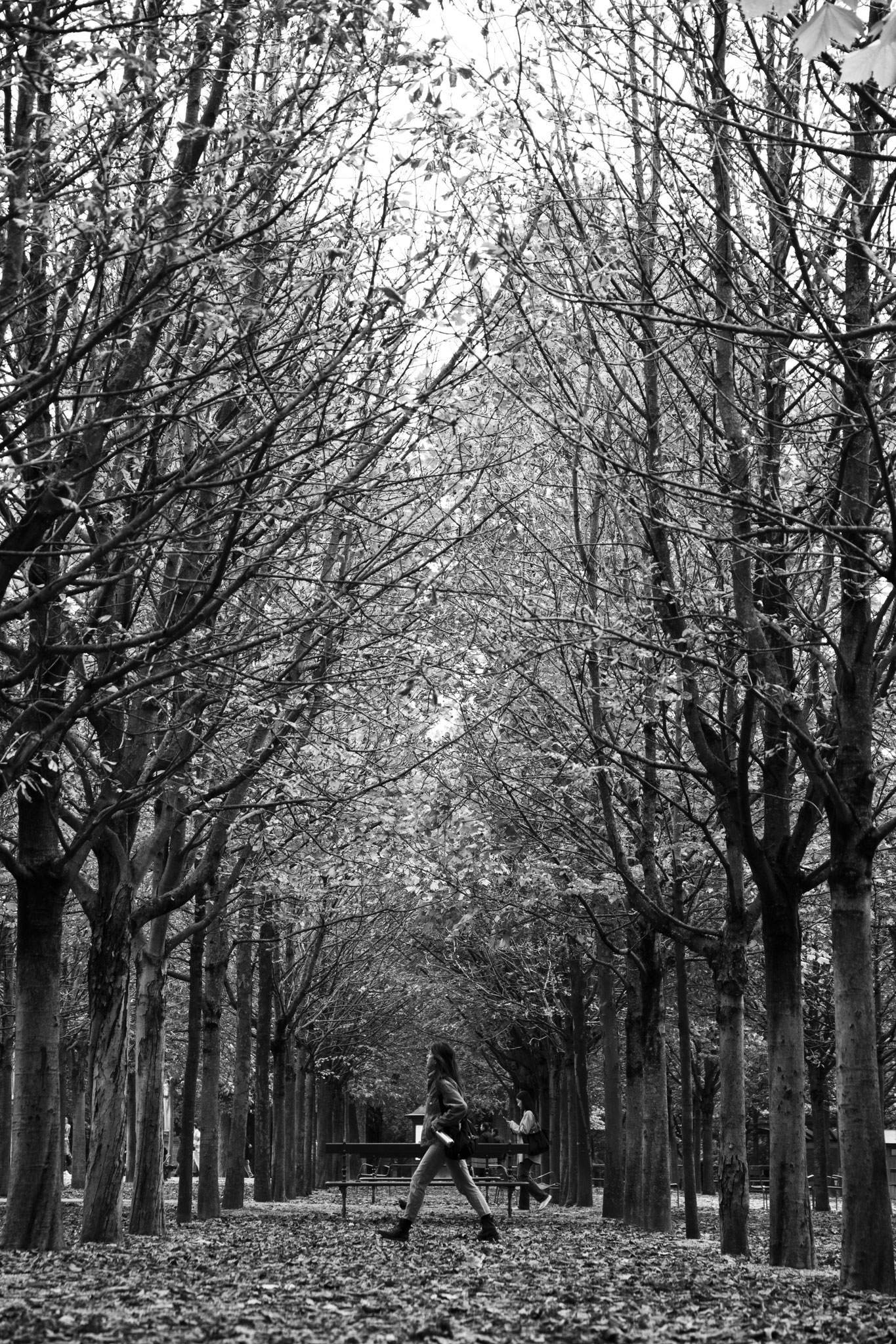 "Mid season in perspective" - Jardin du Luxembourg, Paris (2024). © Clémence Rougetet