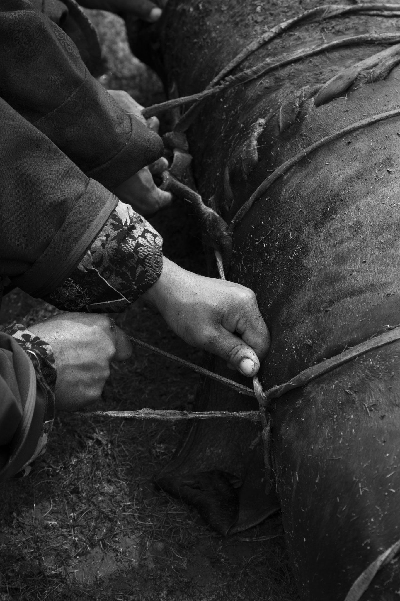 "Men’s work" - Fête du Feutre. Province d’Övörkhangay, Mongolie (2025). © Clémence Rougetet