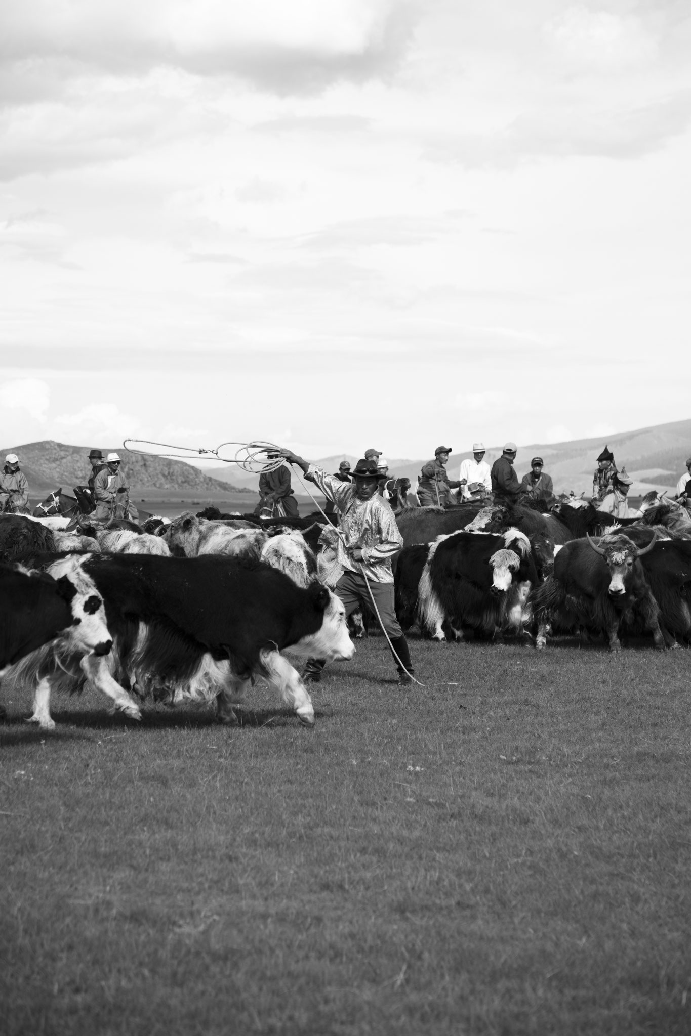 "Hard work for lasso catch" - Fête du yack. Vallée de l’Orkhon, Mongolie (2025). © Clémence Rougetet