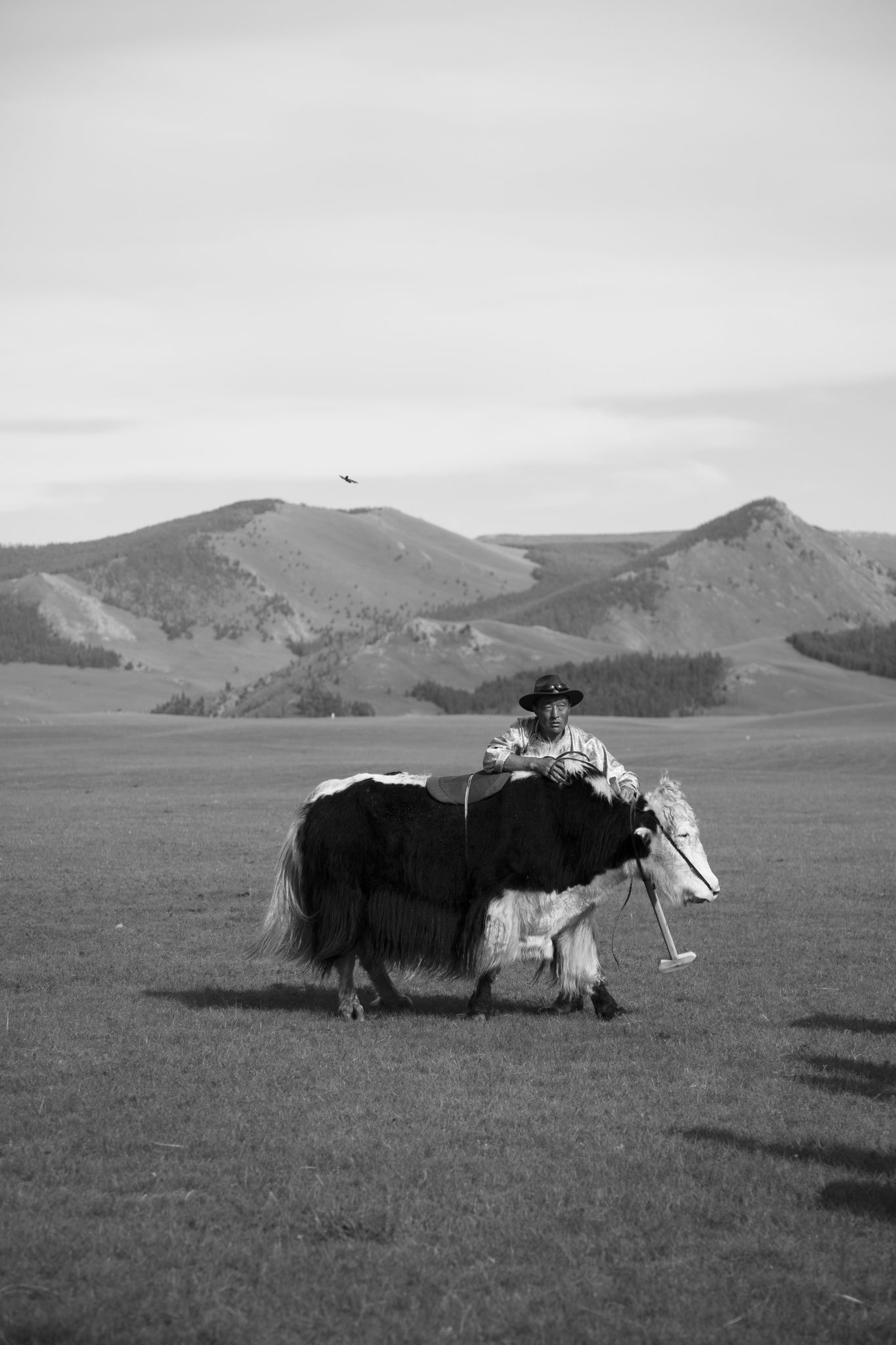 "Polo time" -  Fête du yack. Vallée de l’Orkhon, Mongolie (2025). © Clémence Rougetet