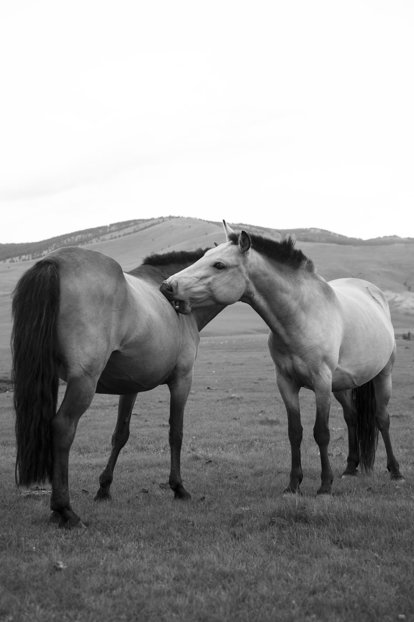 "Soft time" - Vallée de l’Orkhon, Mongolie (2025). © Clémence Rougetet