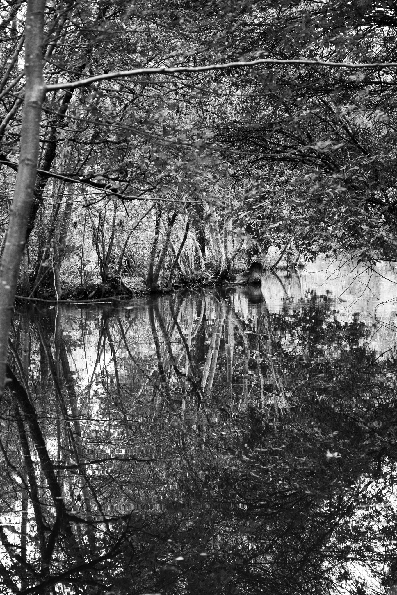 "Mirror in the wild" - L'Erdre, Nantes (2021). © Clémence Rougetet