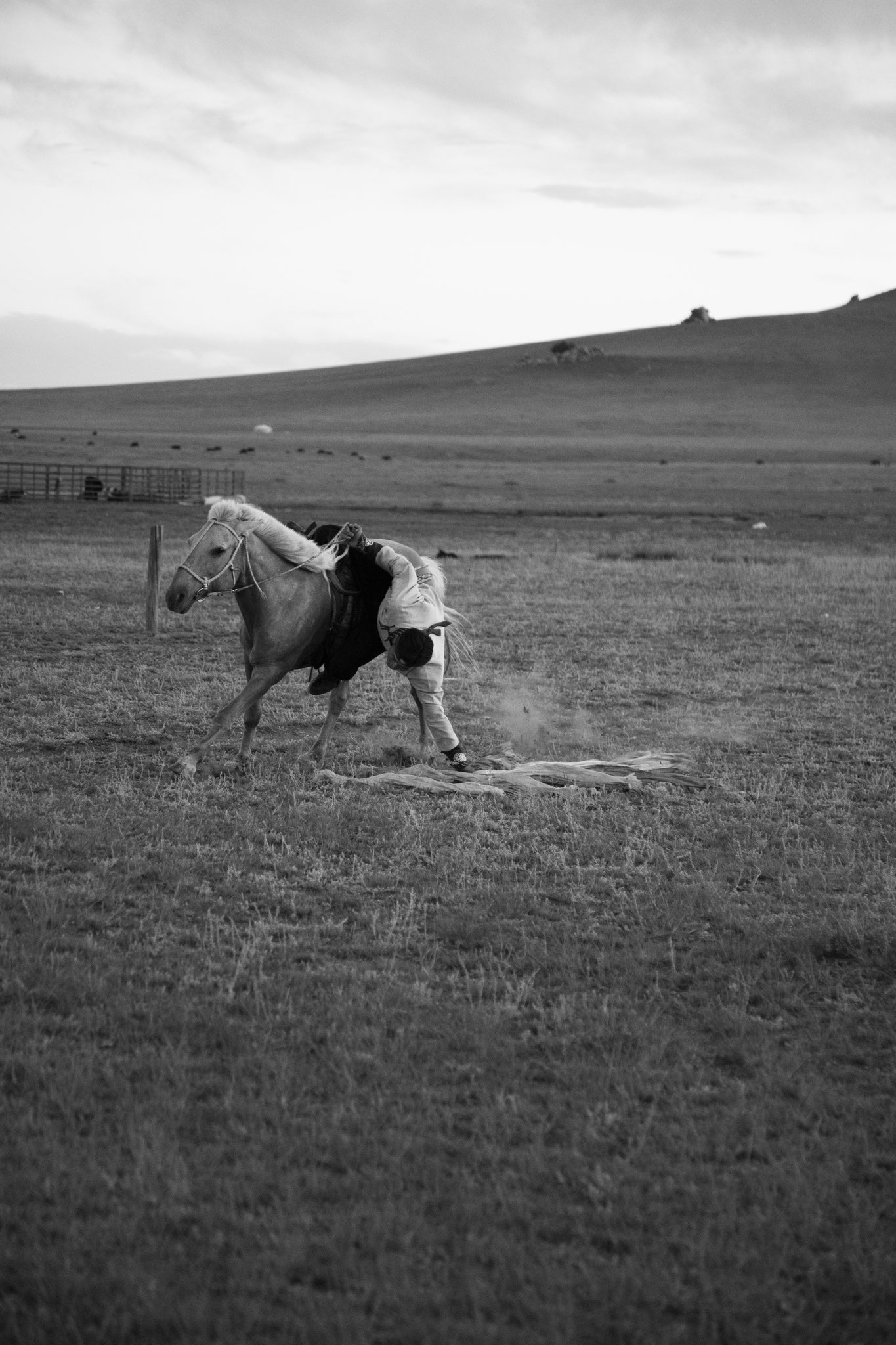 "Show rider" - Mijiddorj. Province de Bulgan, Mongolie (2025). © Clémence Rougetet