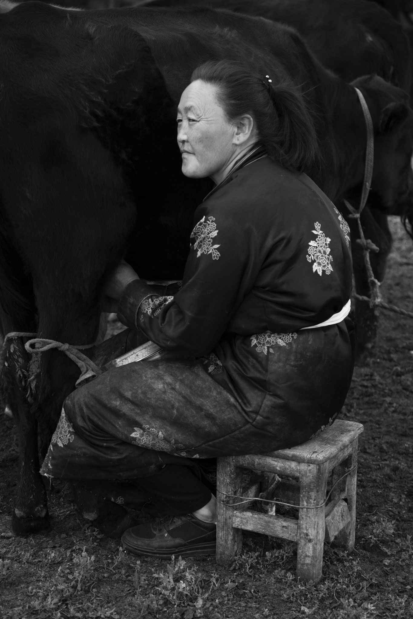 "Let start the day" - Togoo. Province d’Övörkhangay, Mongolie (2025). © Clémence Rougetet