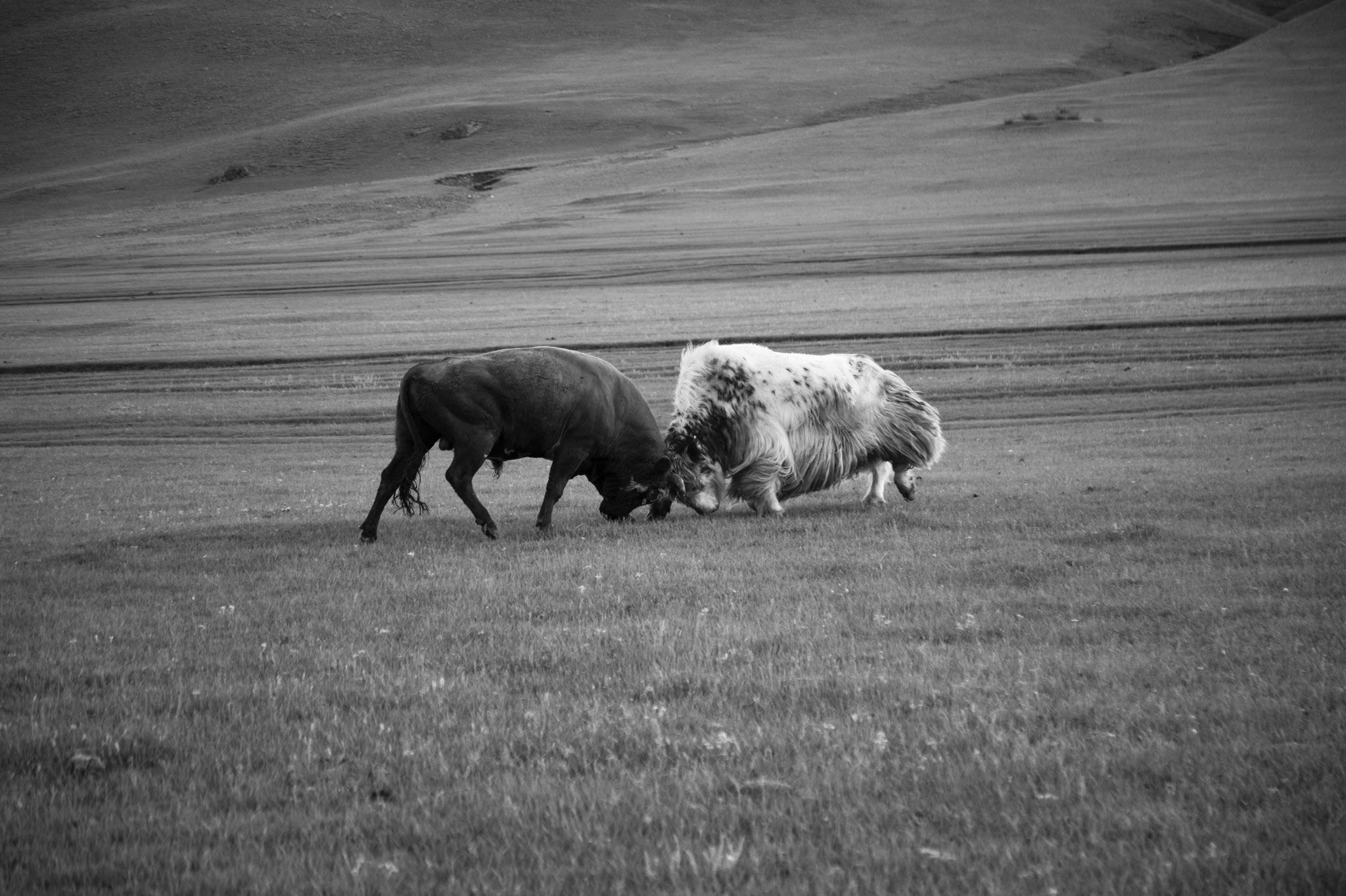 "Between boys" - Province d’Övörkhangay, Mongolie (2025). © Clémence Rougetet