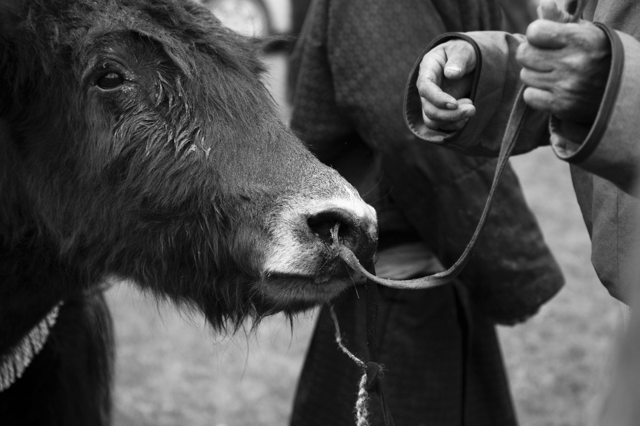 "Let’s ring » - Fête du Yack. Vallée de l’Orkhon, Mongolie (2025). © Clémence Rougetet