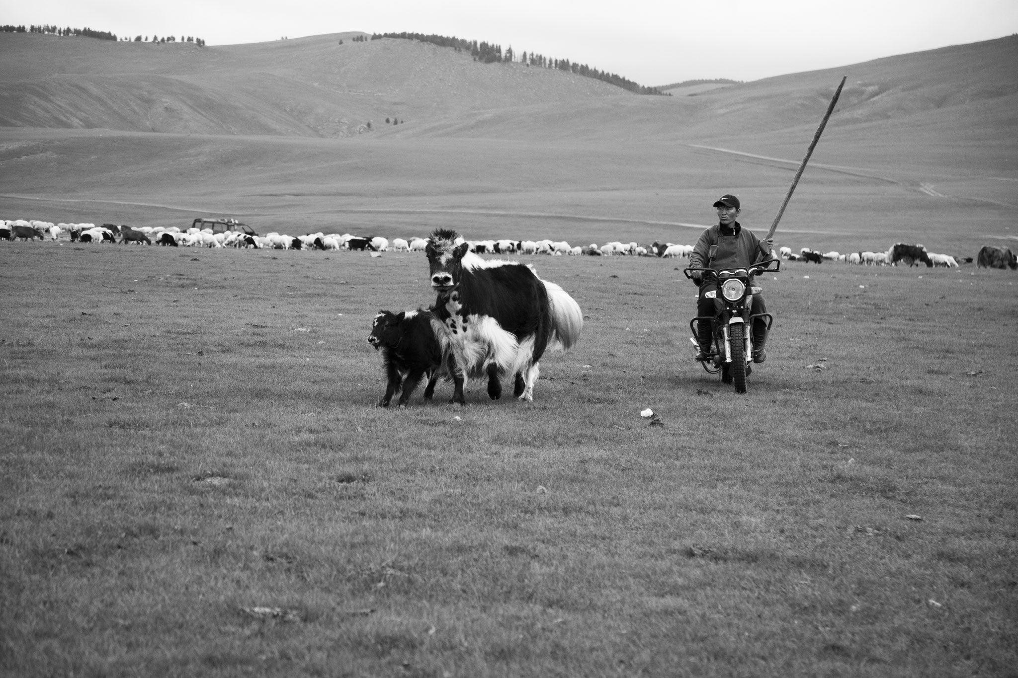 "Work with animals" - Vallée de l’Orkhon, Mongolie (2025). © Clémence Rougetet
