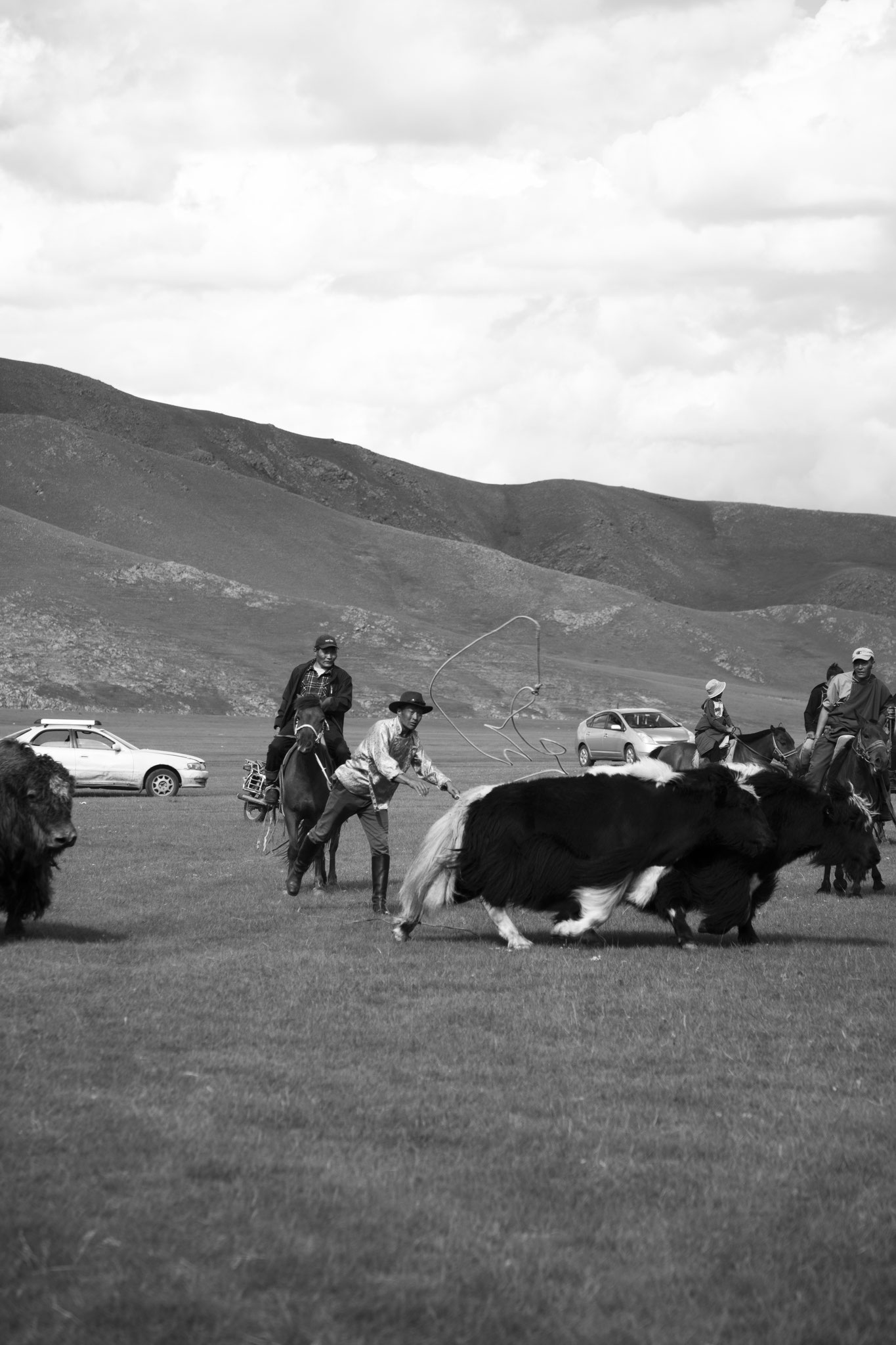 "Lasso catch is a work" - Fête du yack. Vallée de l’Orkhon, Mongolie (2025). © Clémence Rougetet