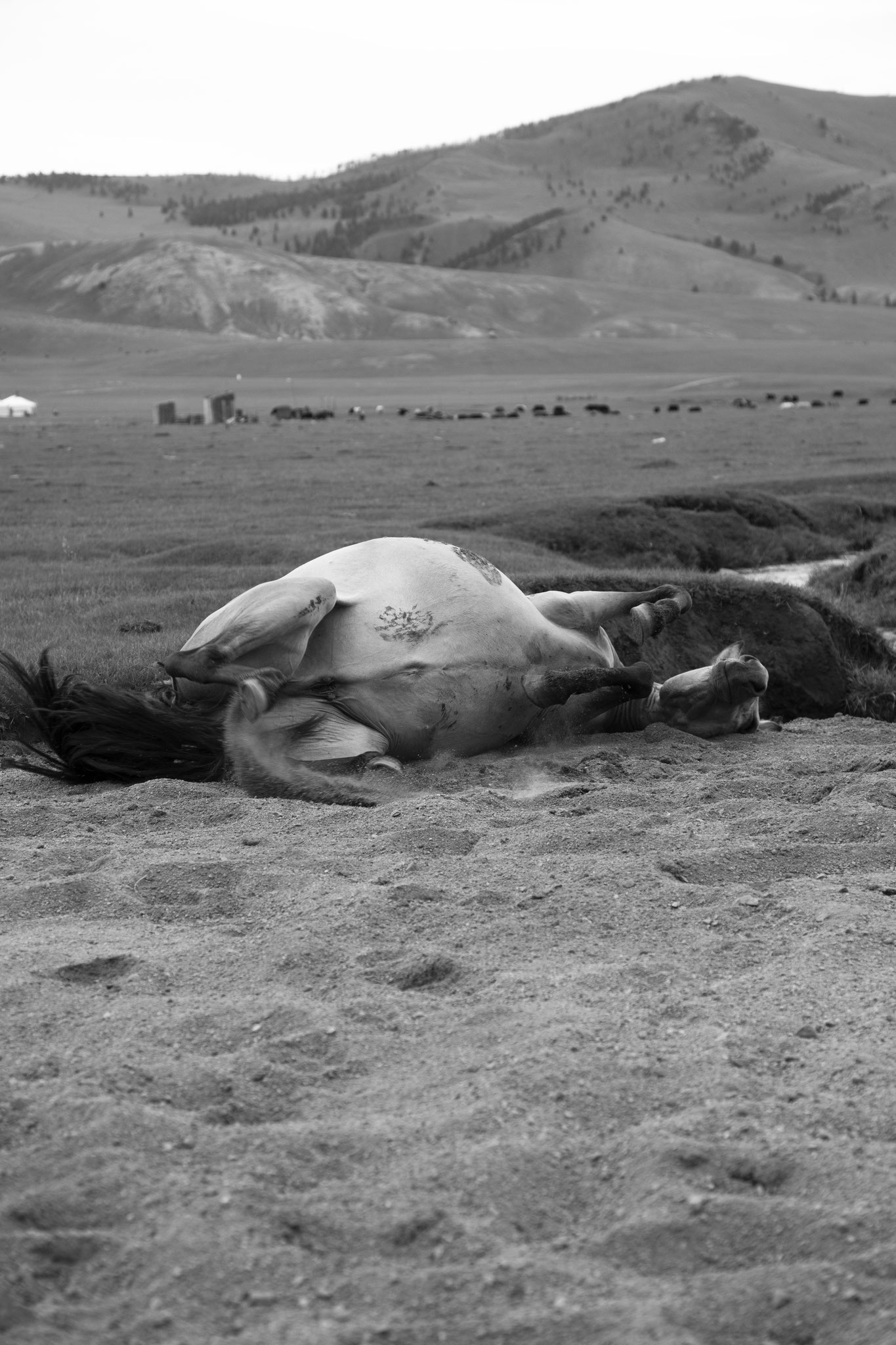 "Sand break" - Vallée de l’Orkhon, Mongolie (2025). © Clémence Rougetet